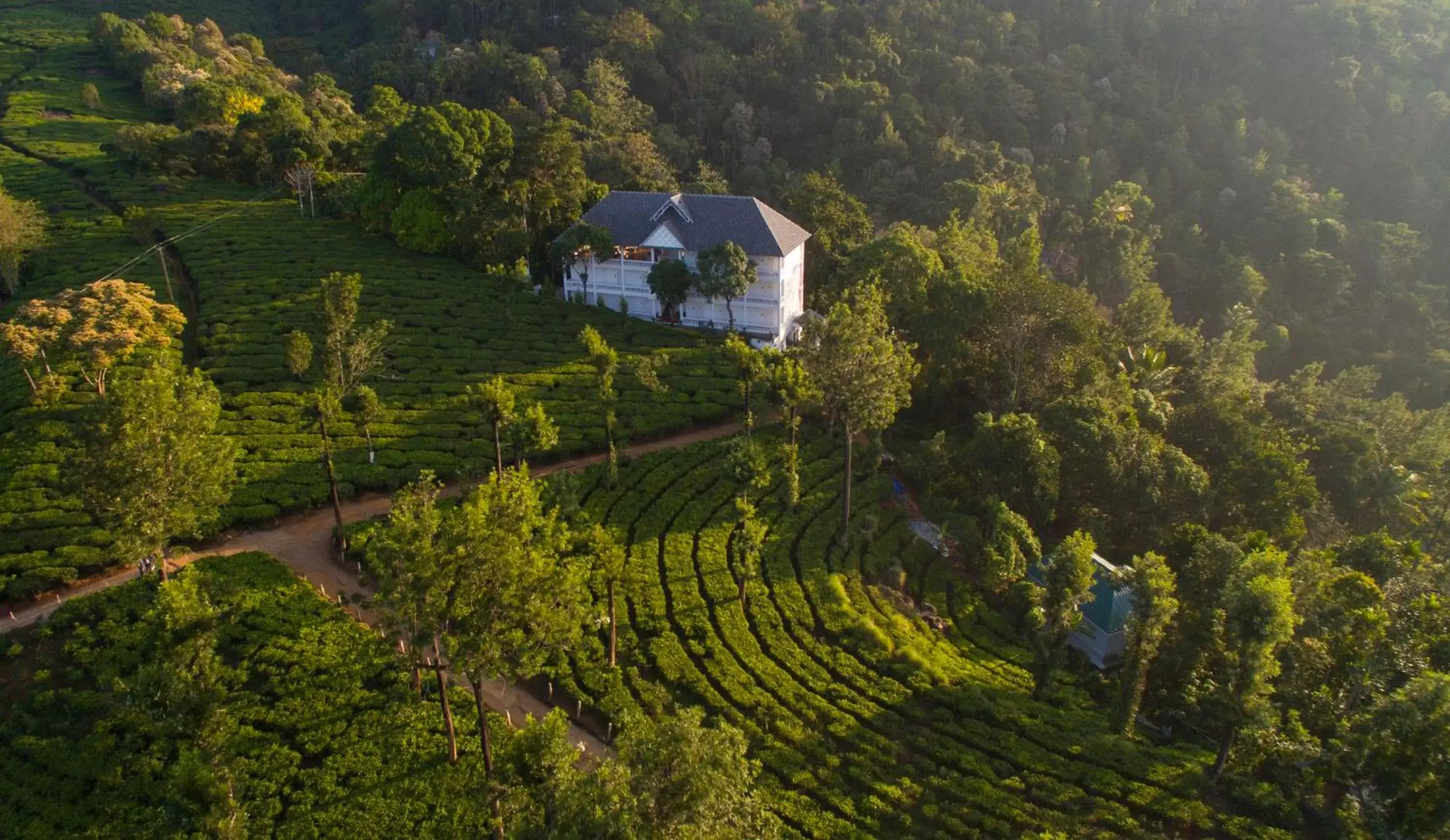 Day, Bird's-eye View in Tea Harvester