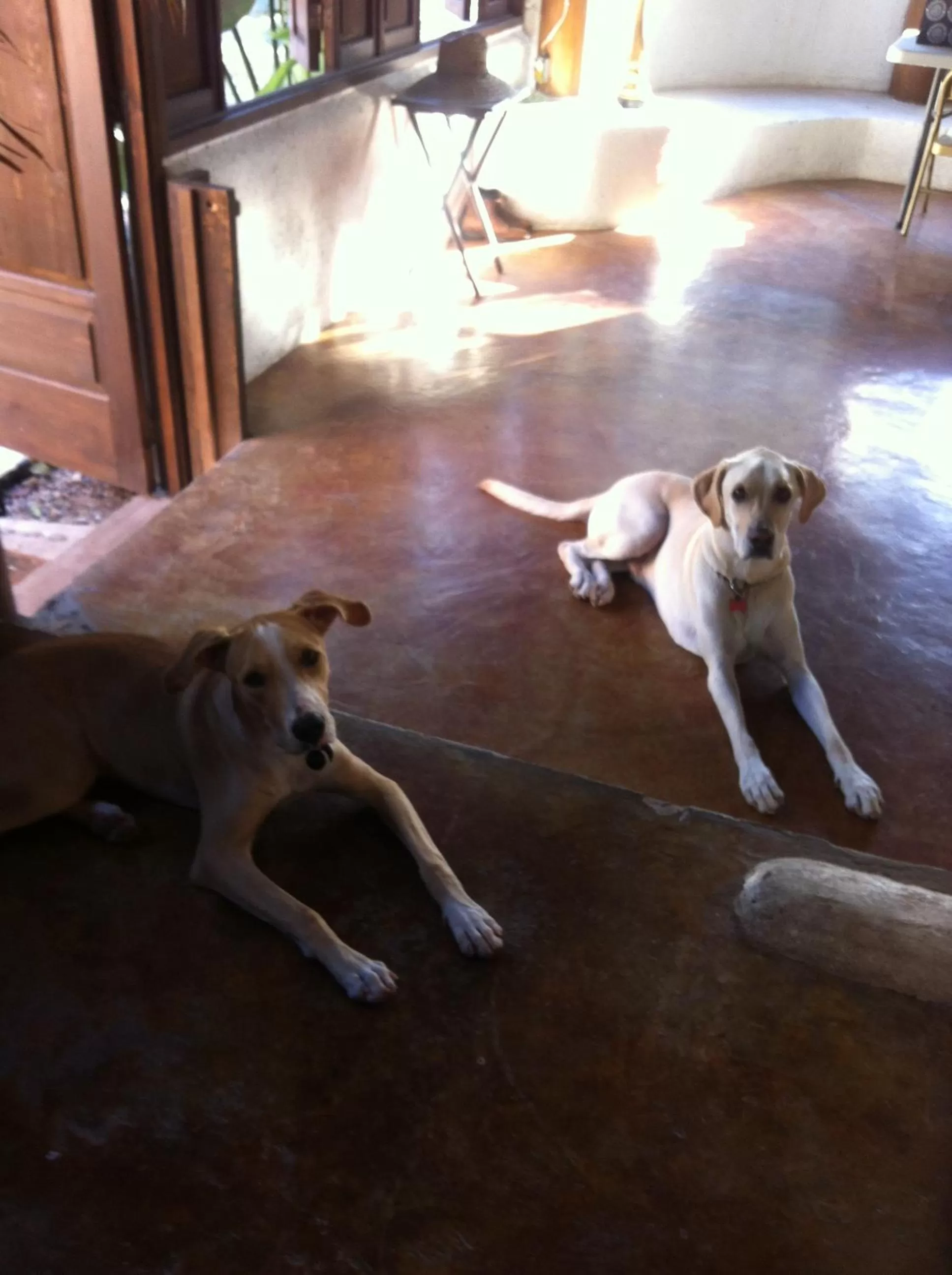 Pets in Hotel 1697 Loreto