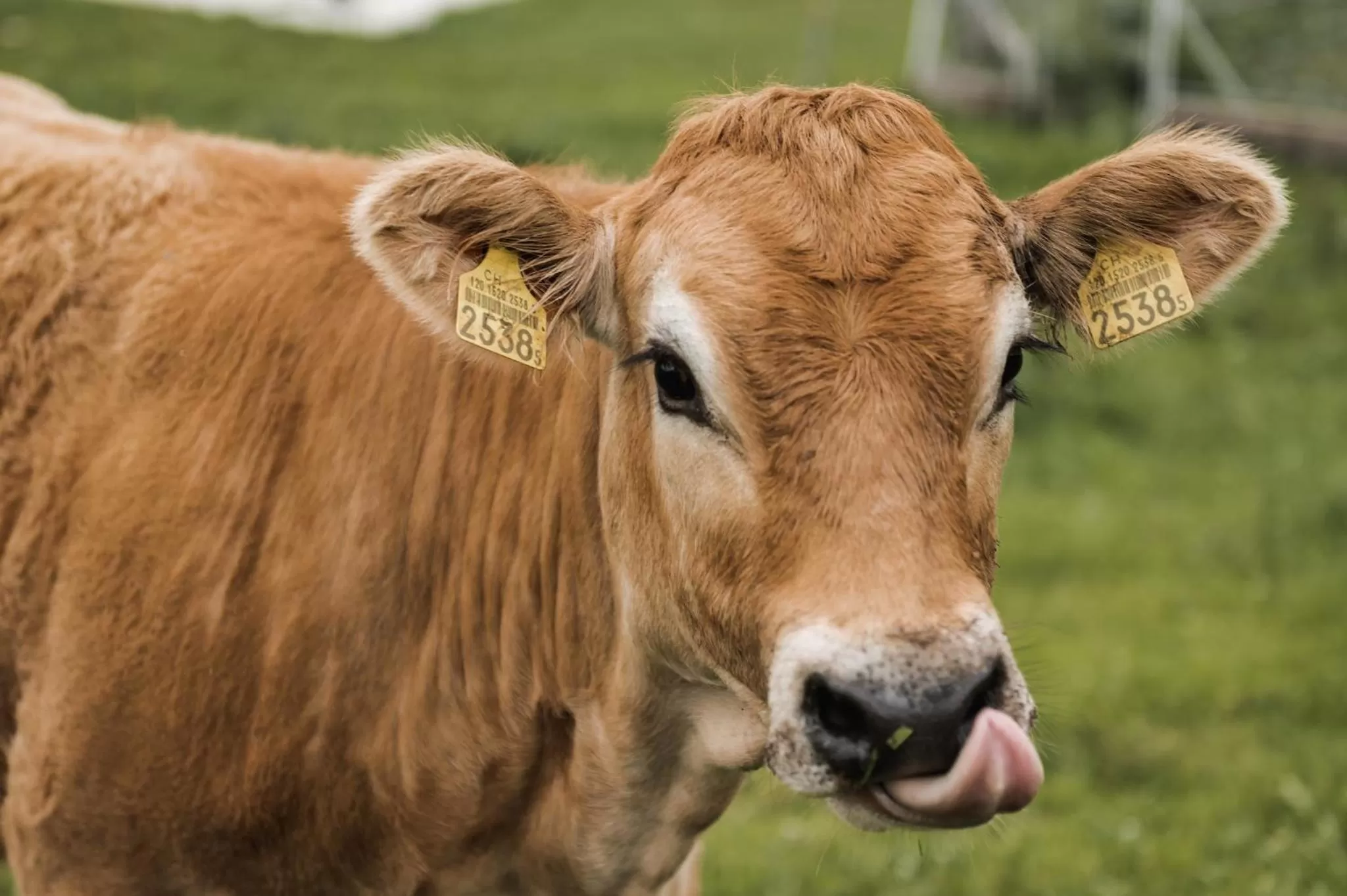 Animals in B&B Hof Grosschreie