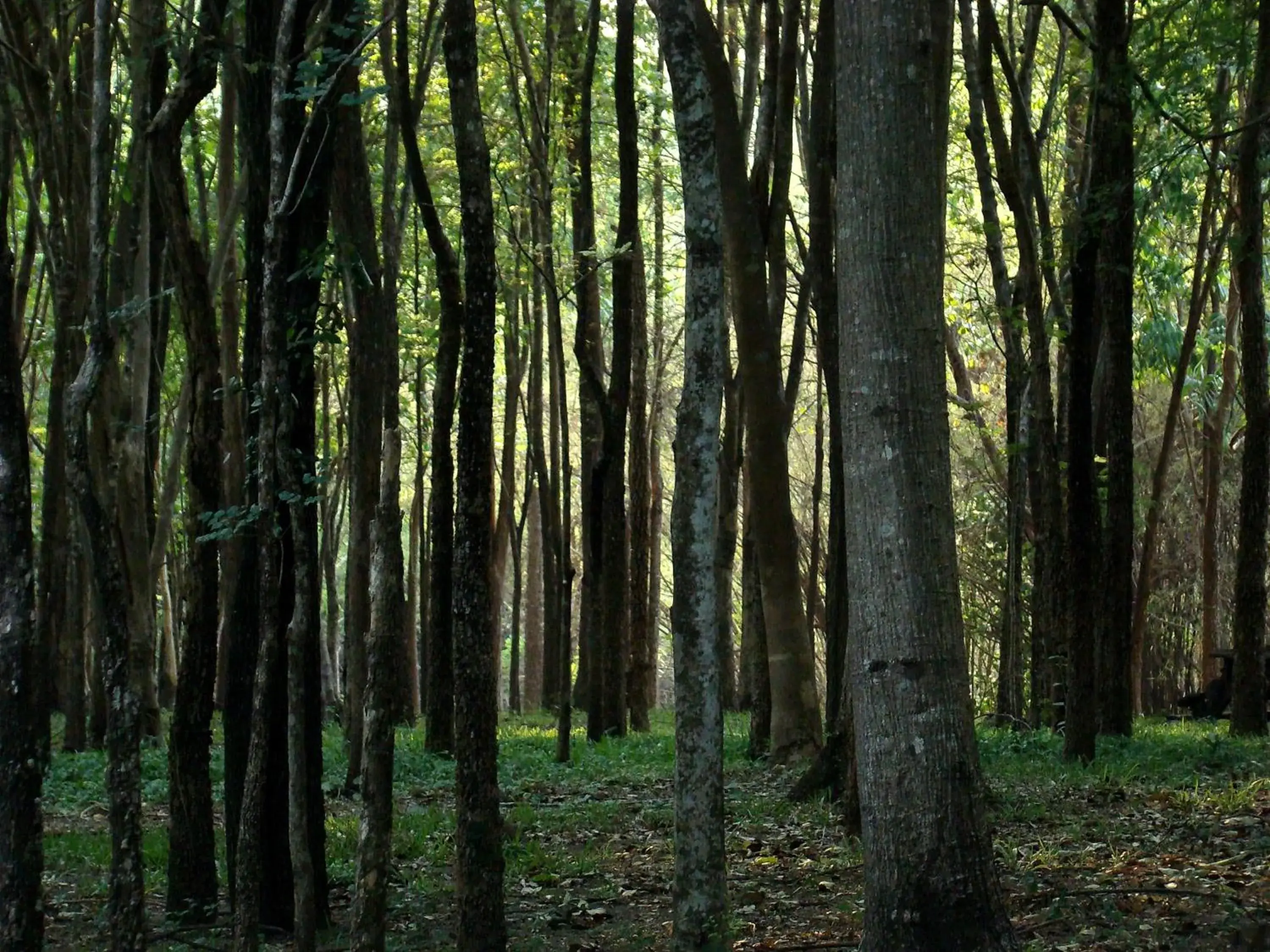 Natural landscape in Teakwood villa