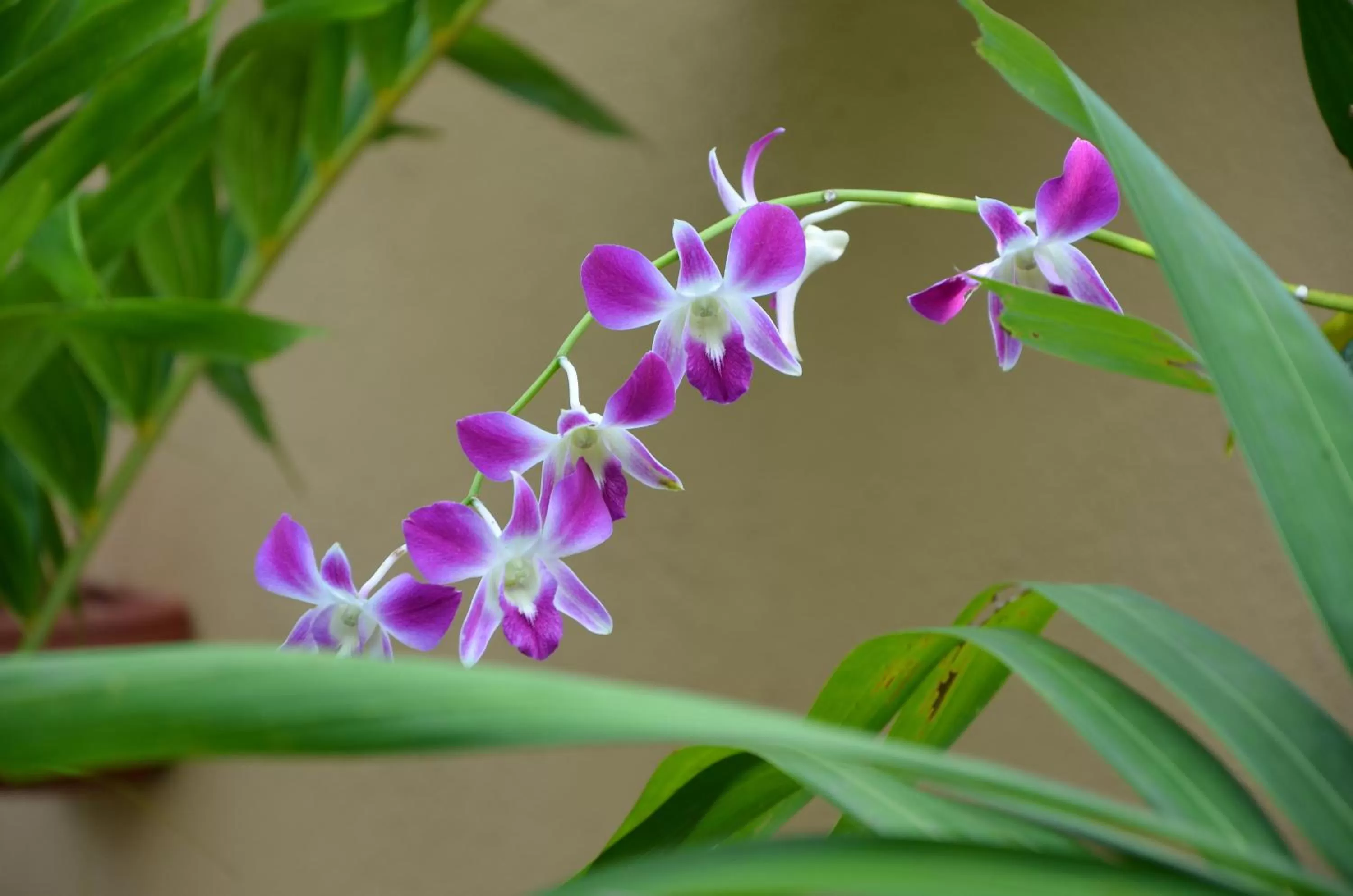 Nearby landmark in Otha Shy Airport Transit Hotel