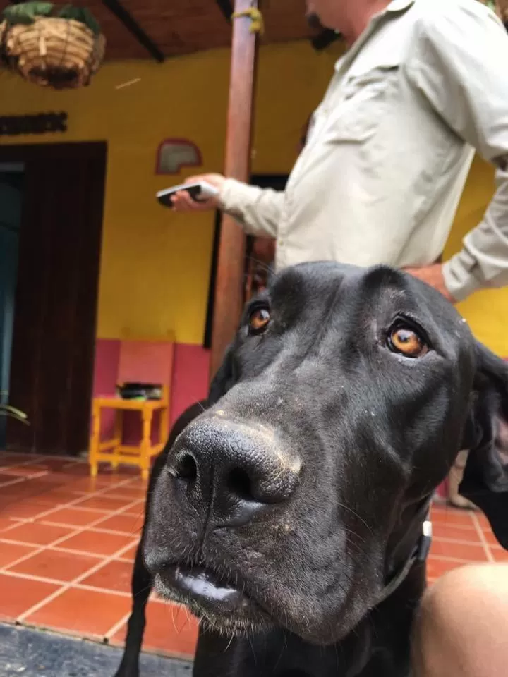 Pets in Casa finca típica the lake hotel