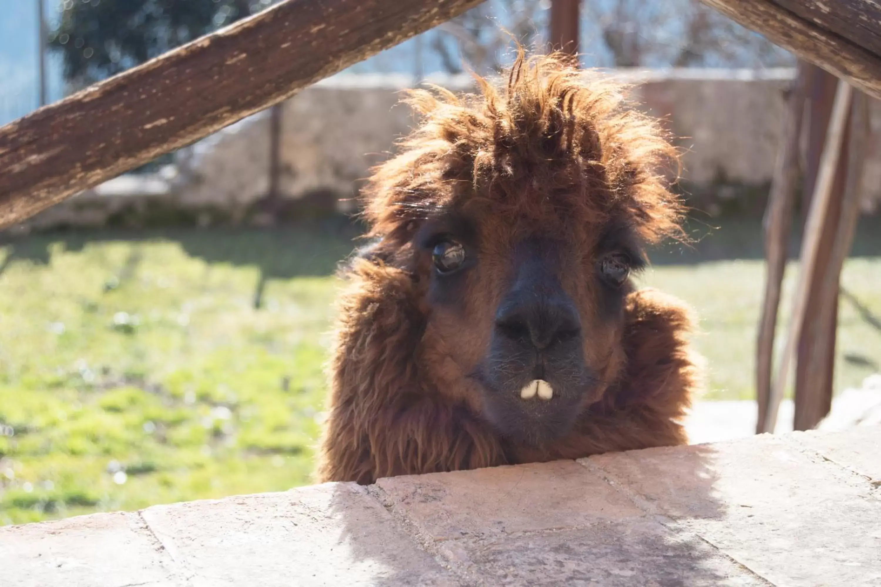 Animals, Pets in Montanari Agrivillage