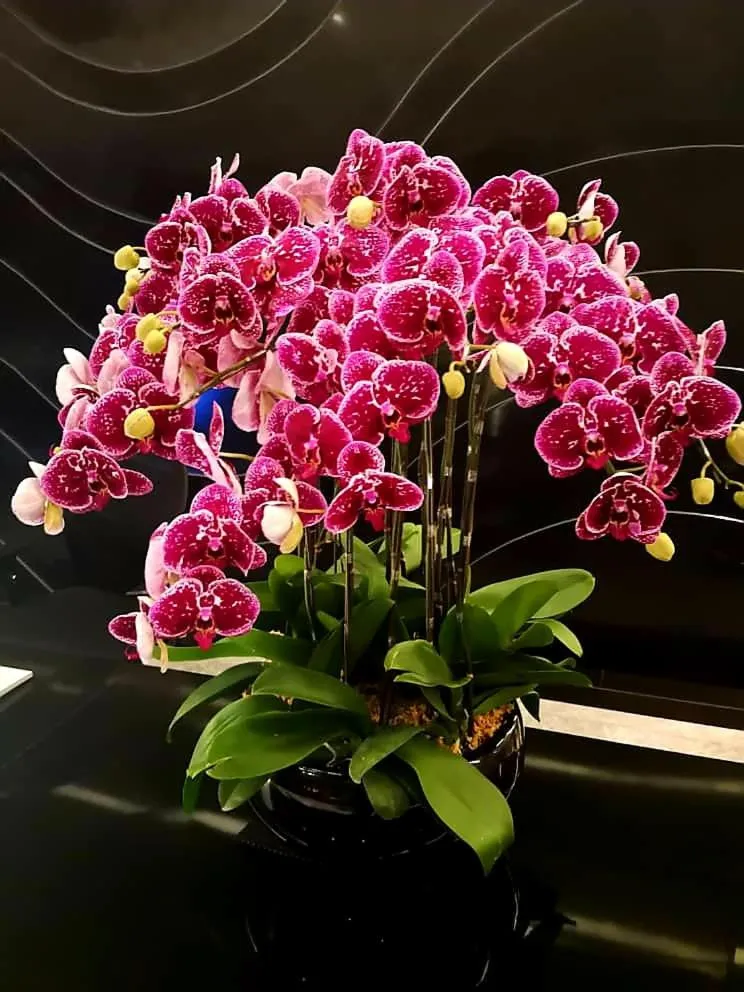 Golden Court Hotel - Tun Abdul Razak