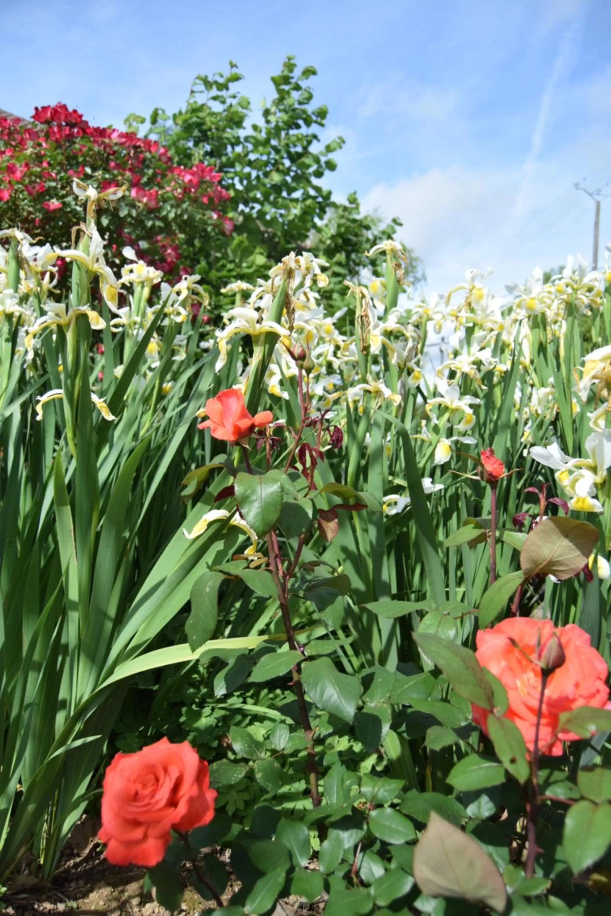 Garden view in Le Nid de l'Ecureuil
