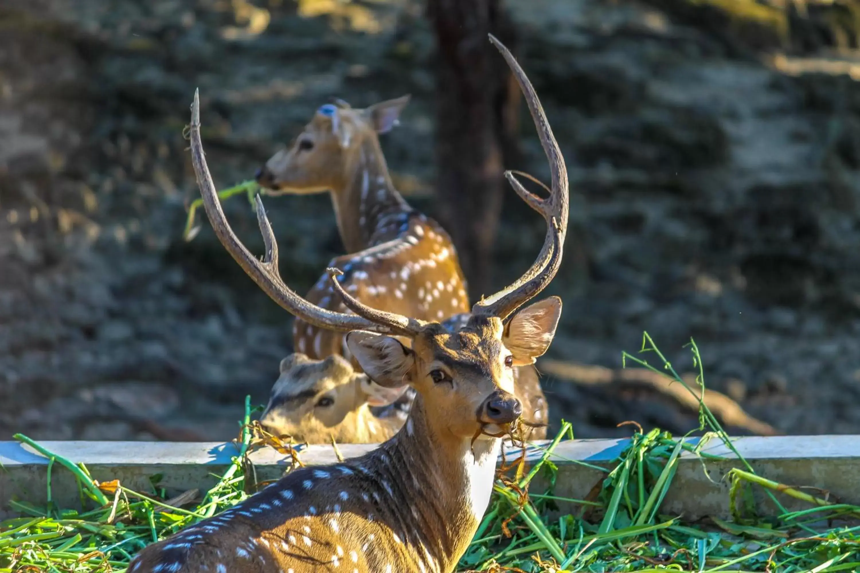 View (from property/room), Other Animals in Hotel Rajpur Heights