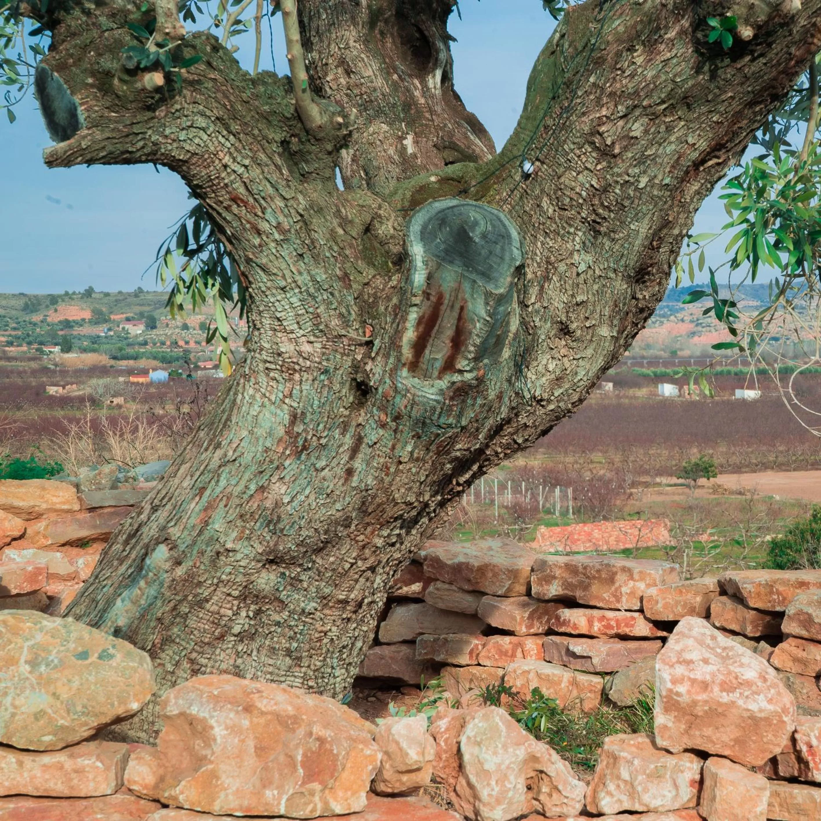 Day, Other Animals in Cabezo Buñuel Hostal
