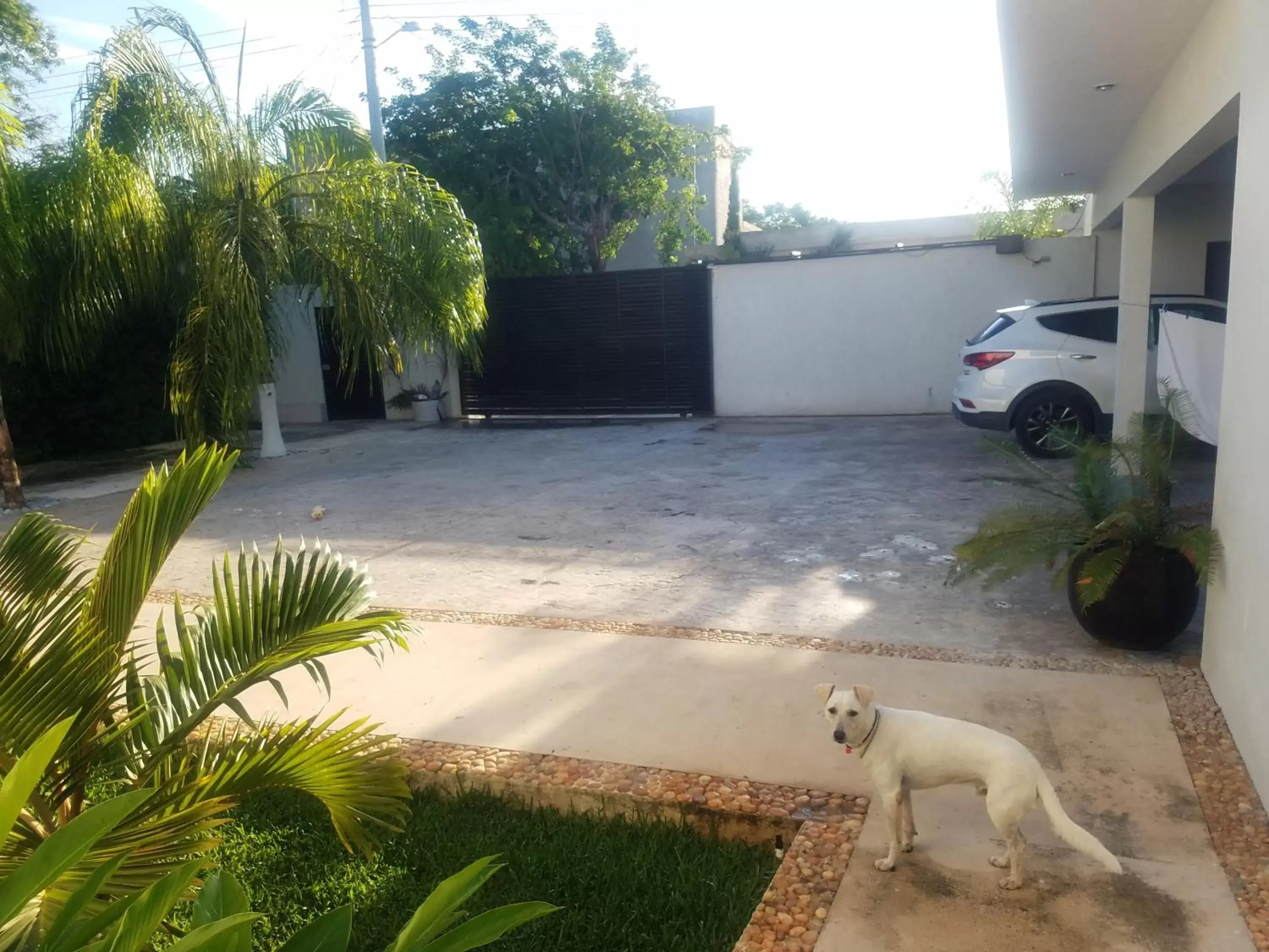 Property building, Pets in Casa Xcanatun