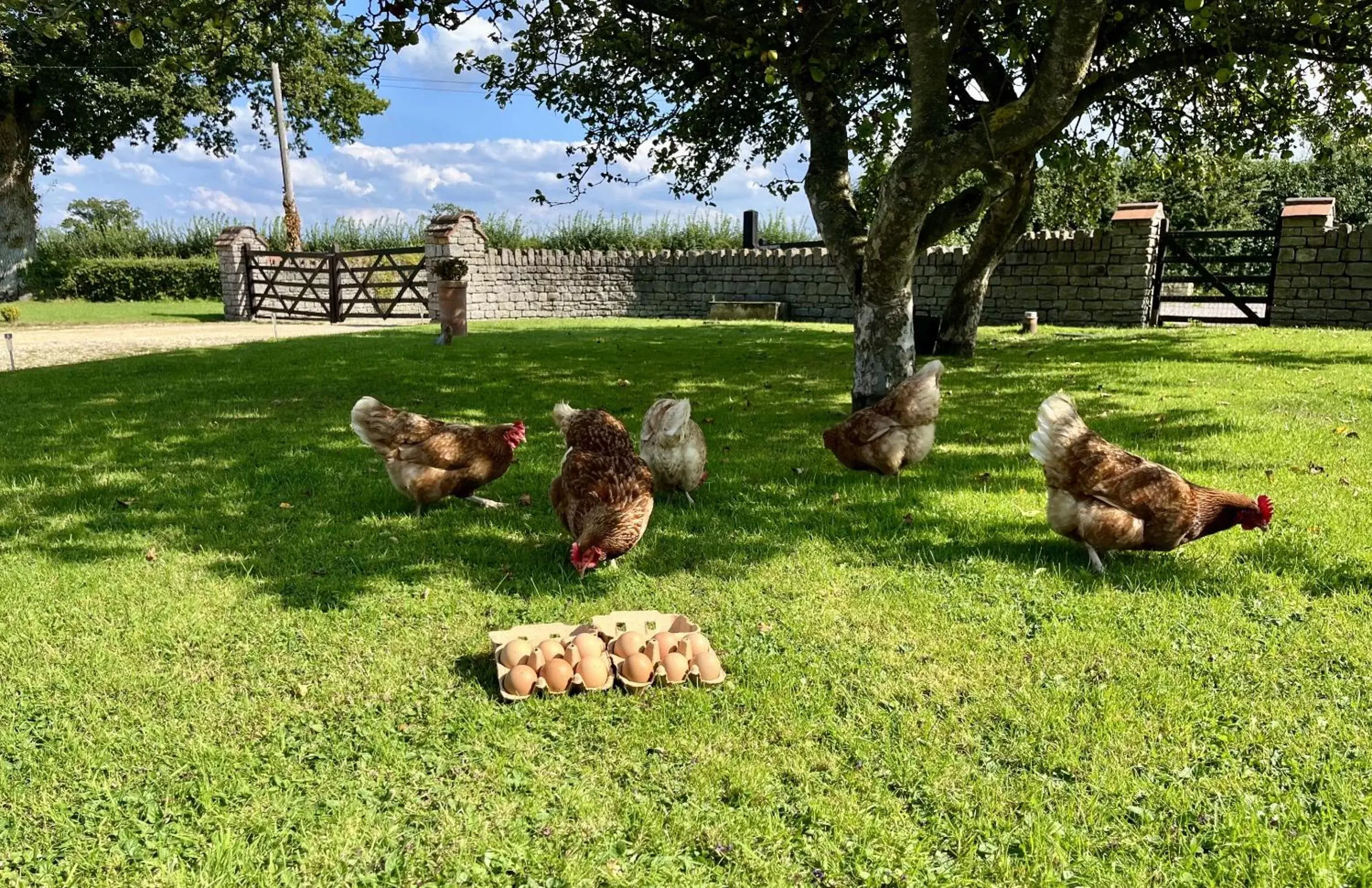 Other, Other Animals in Priors Oak B & B