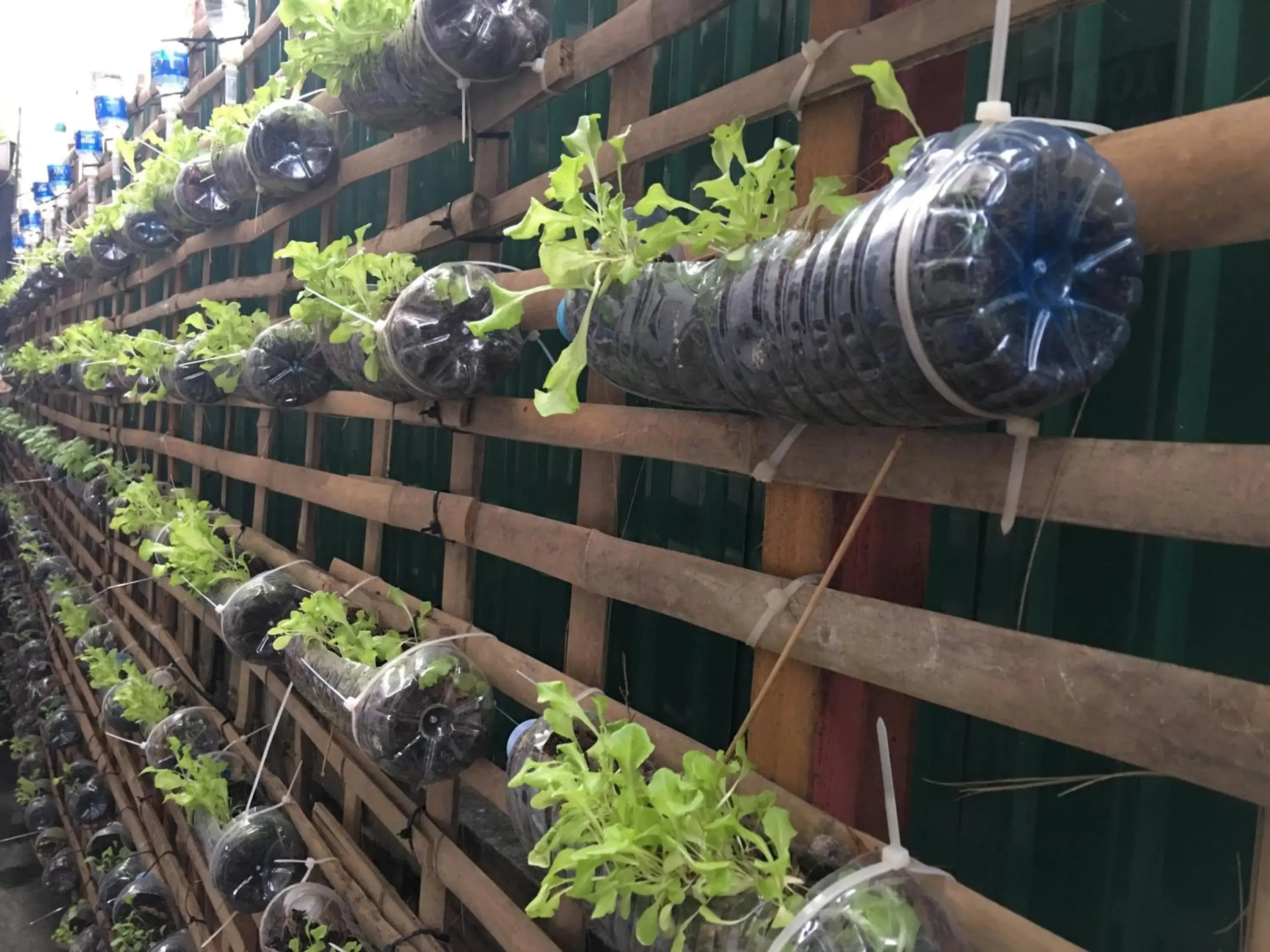 Garden view in King Boutique Hotel Garden view in King Boutique Hotel