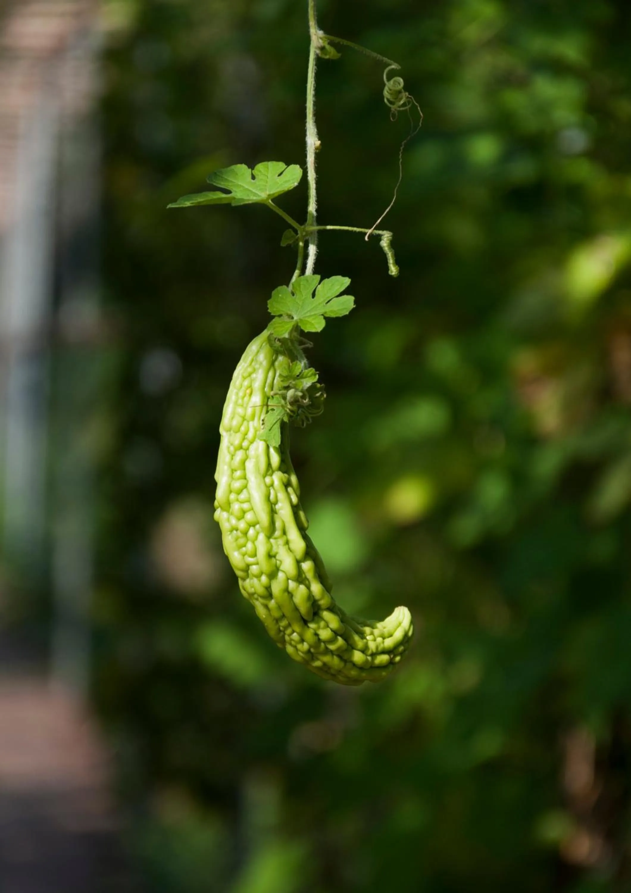 Summer in Fairmont Yangcheng Lake