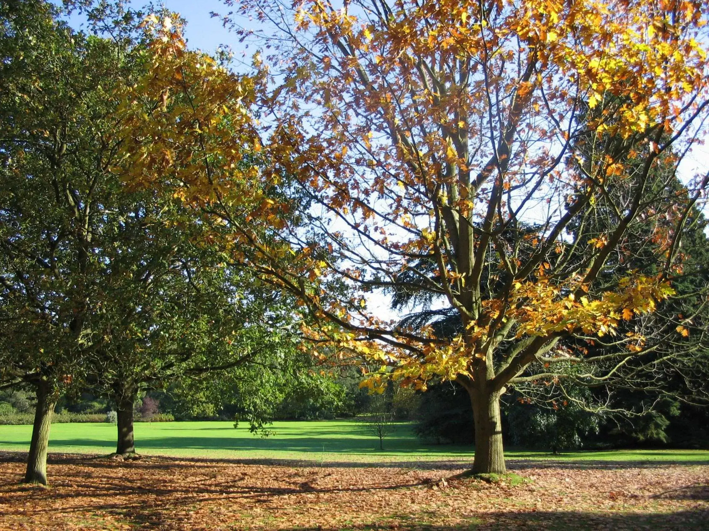 Natural landscape, Garden in Easthampstead Park