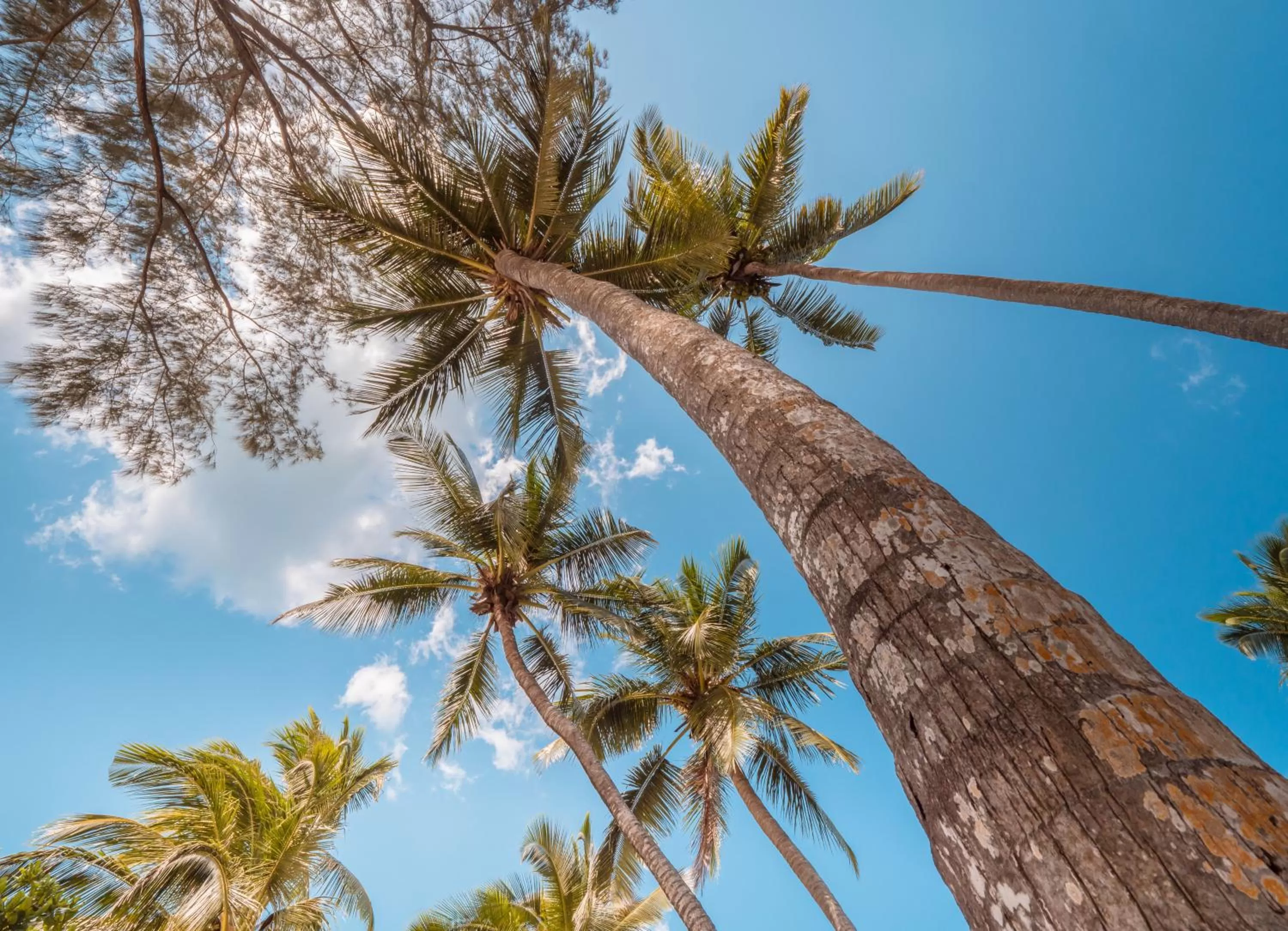 Natural landscape in Kiwengwa Beach Resort