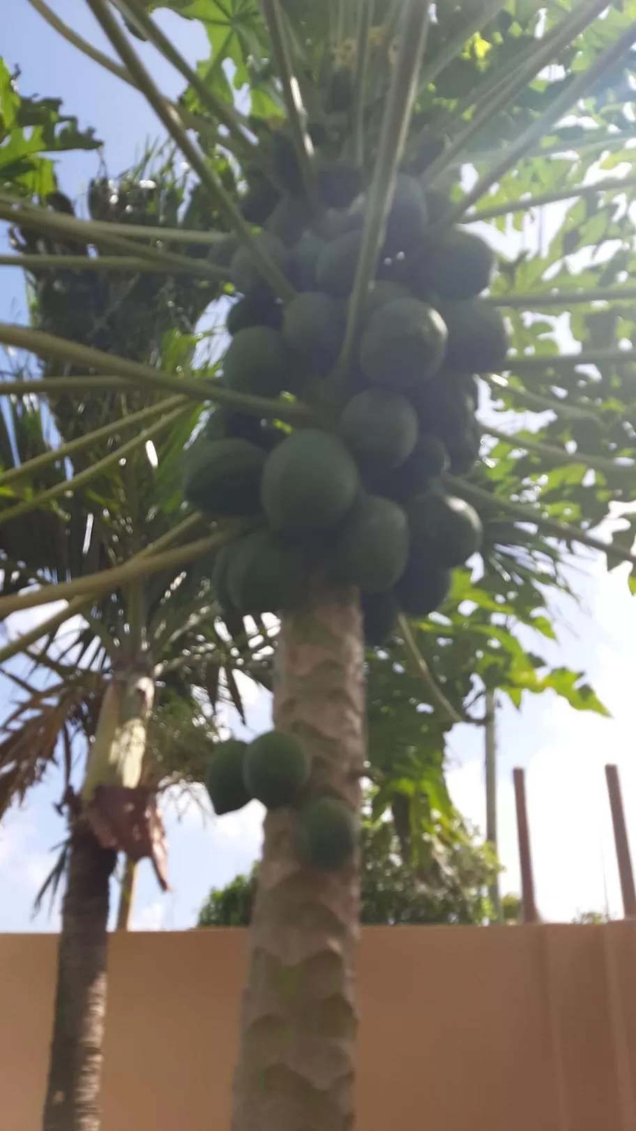 Food in The Milligan