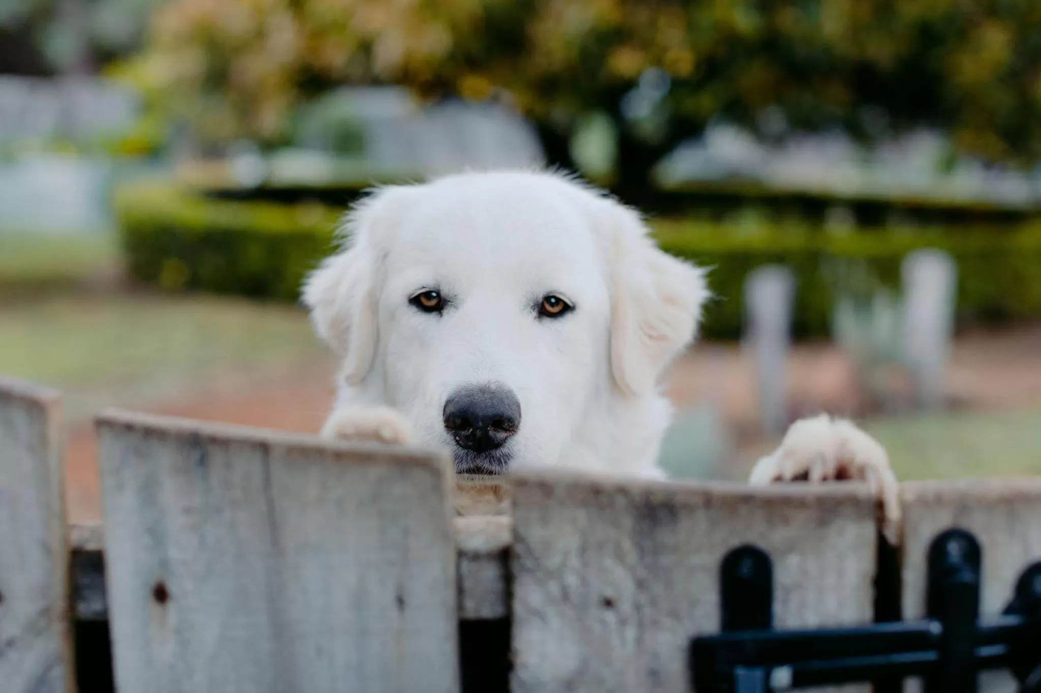 Pets in Losari Retreat