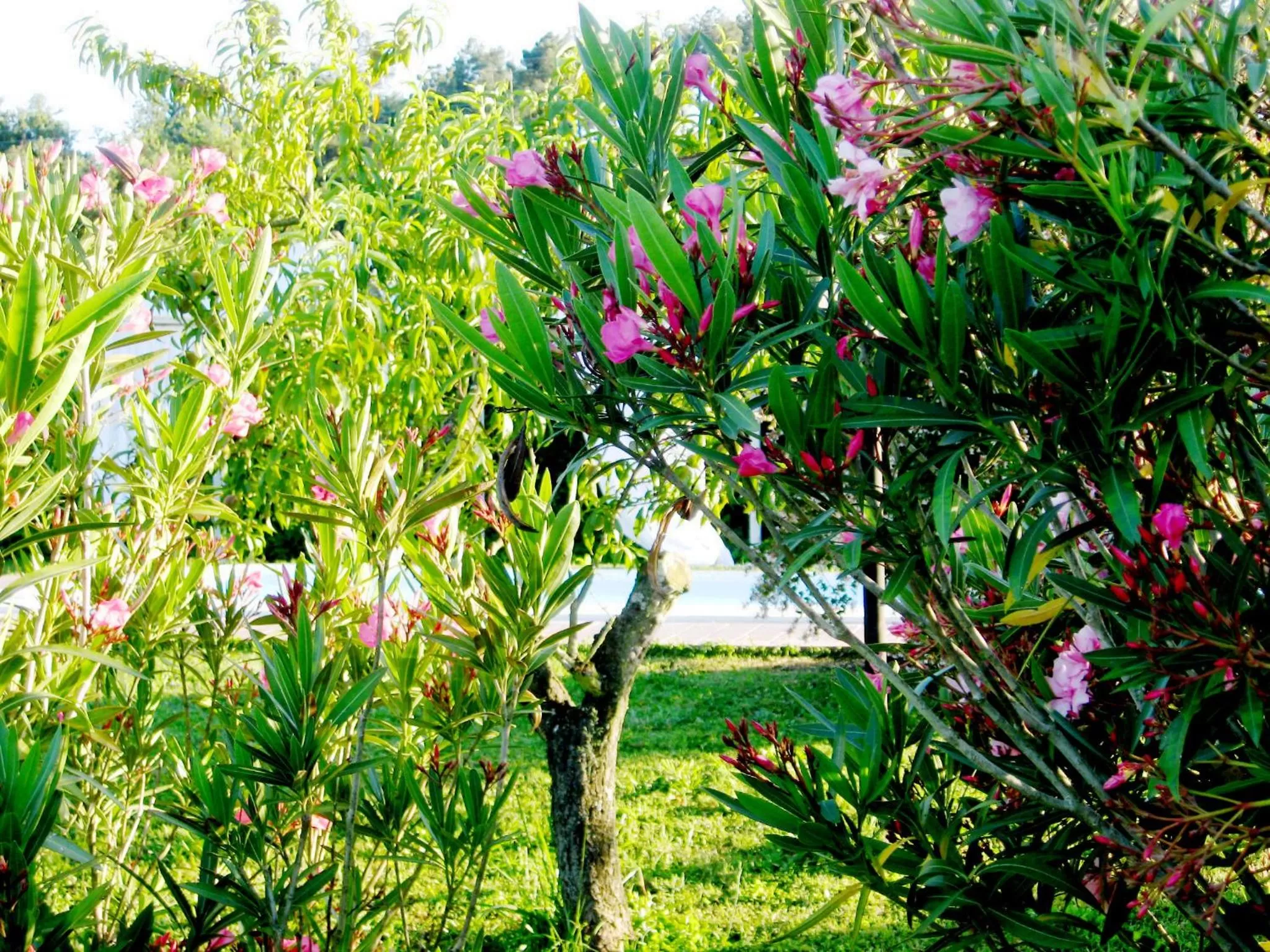 Garden in Locanda il Fornello