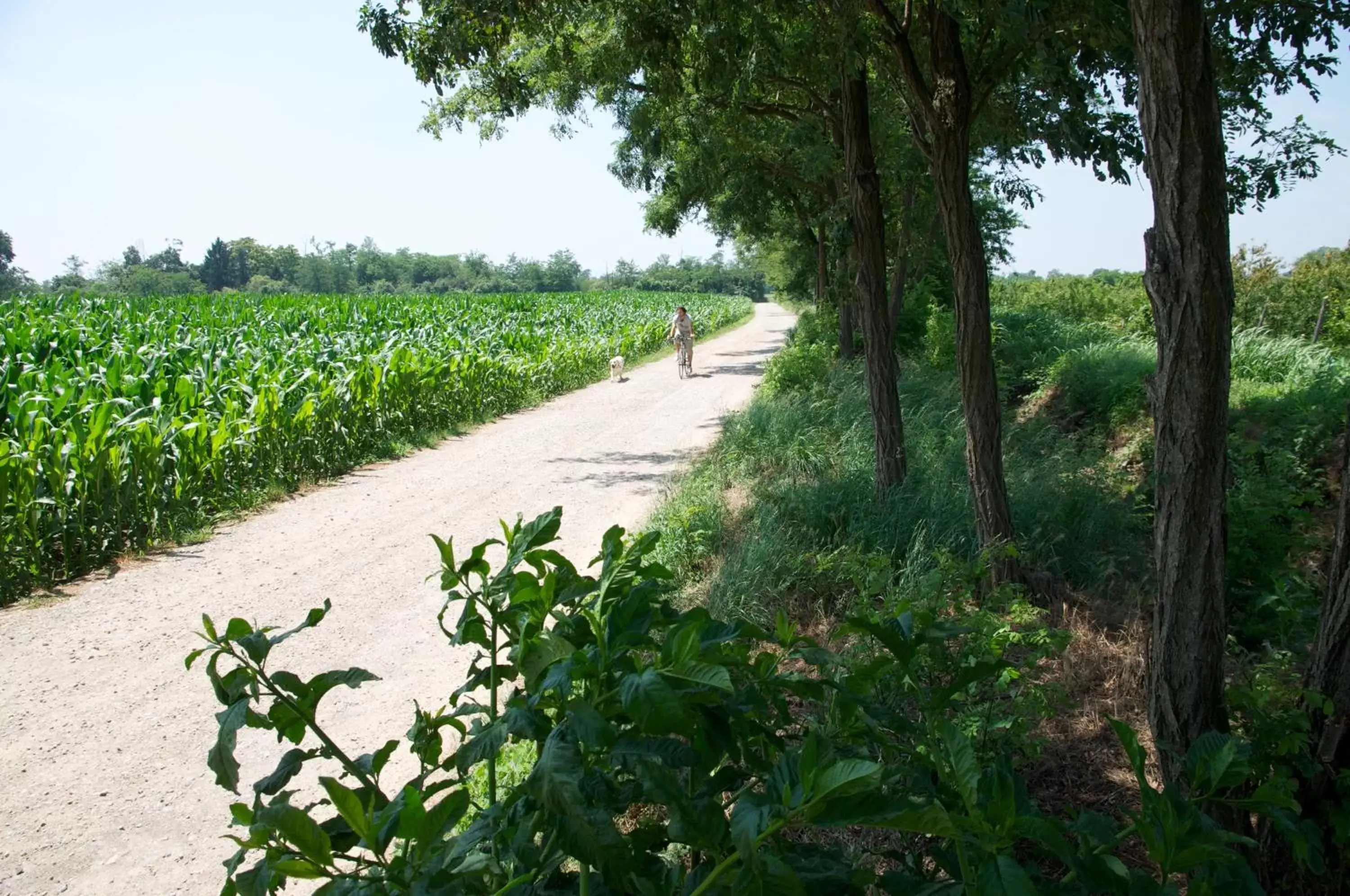 Street view, Natural Landscape in Cascina delle Mele