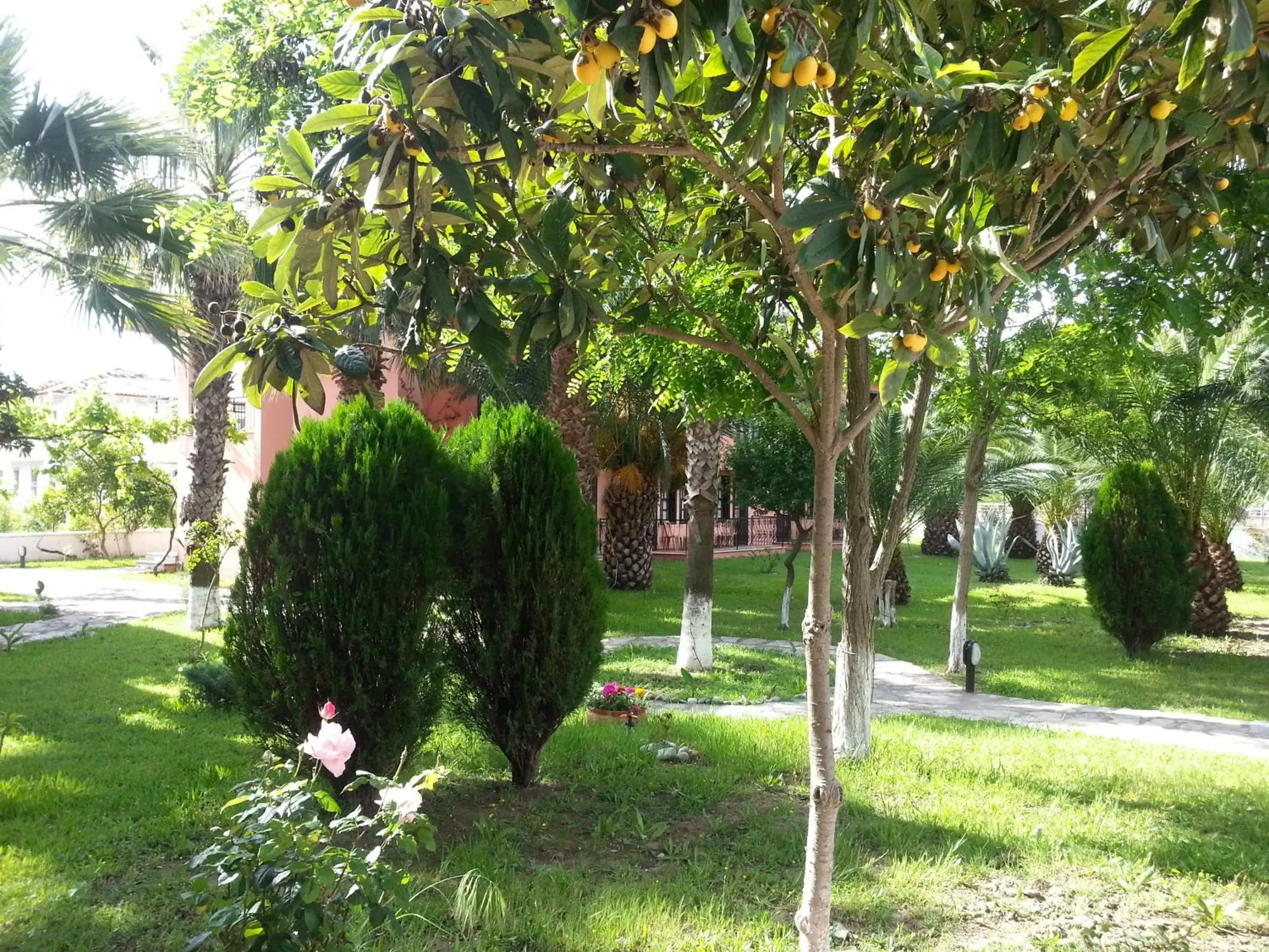 Garden in Hotel Palme Dalyan