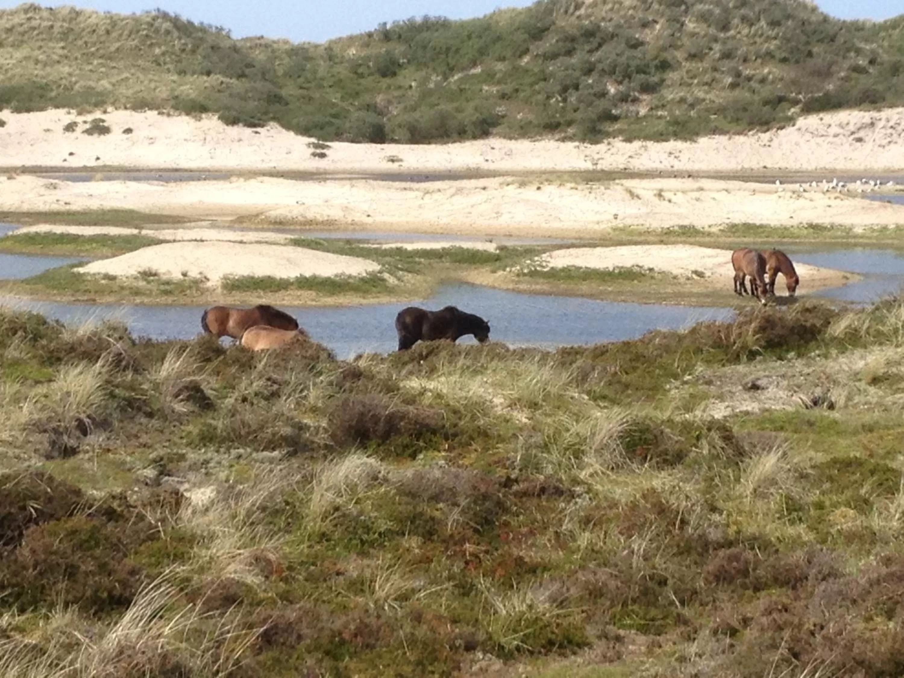 Animals in Hotel Nap