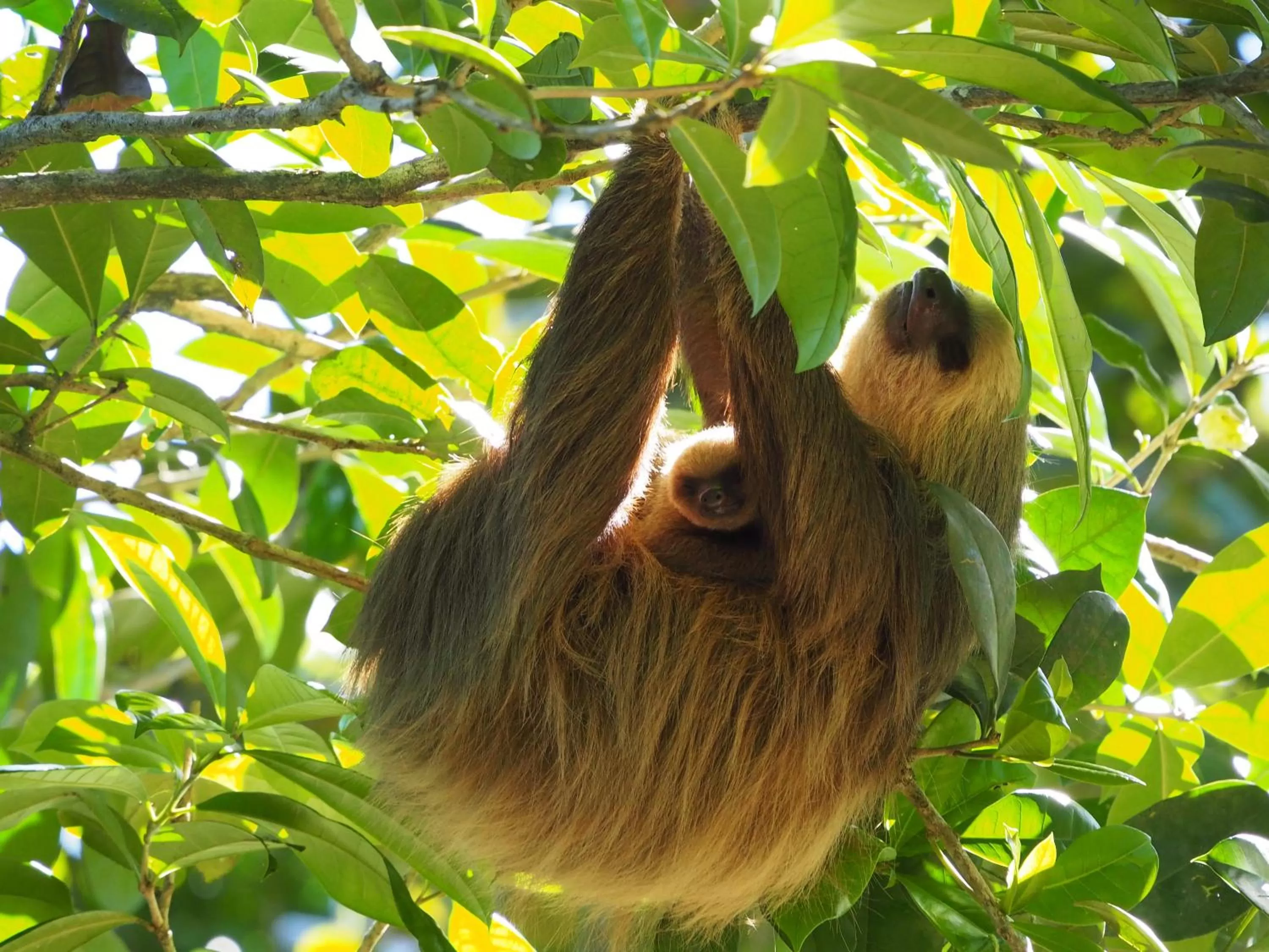 Garden in The Hummingbird
