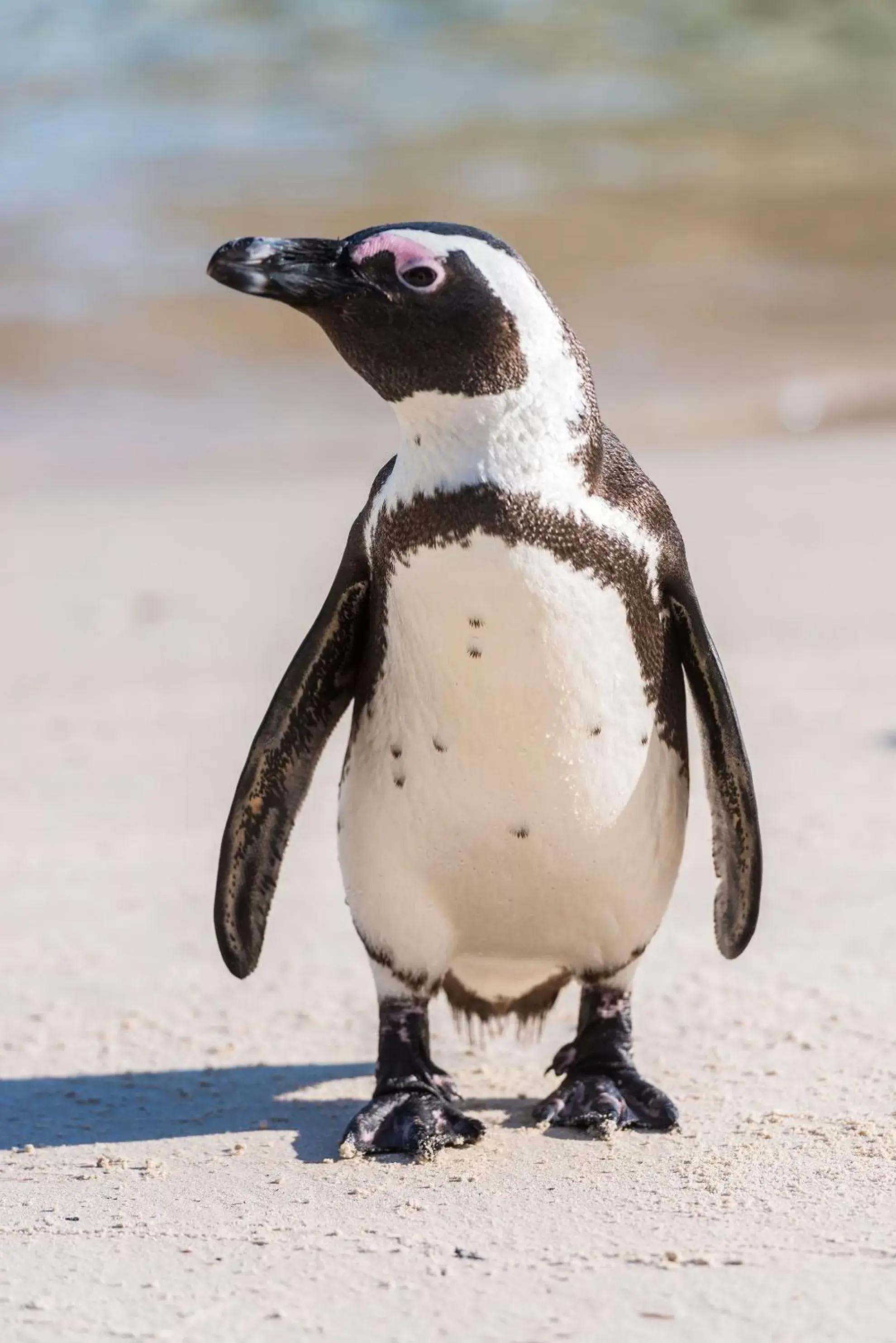 Nearby landmark, Other Animals in Simon's Town Quayside Hotel