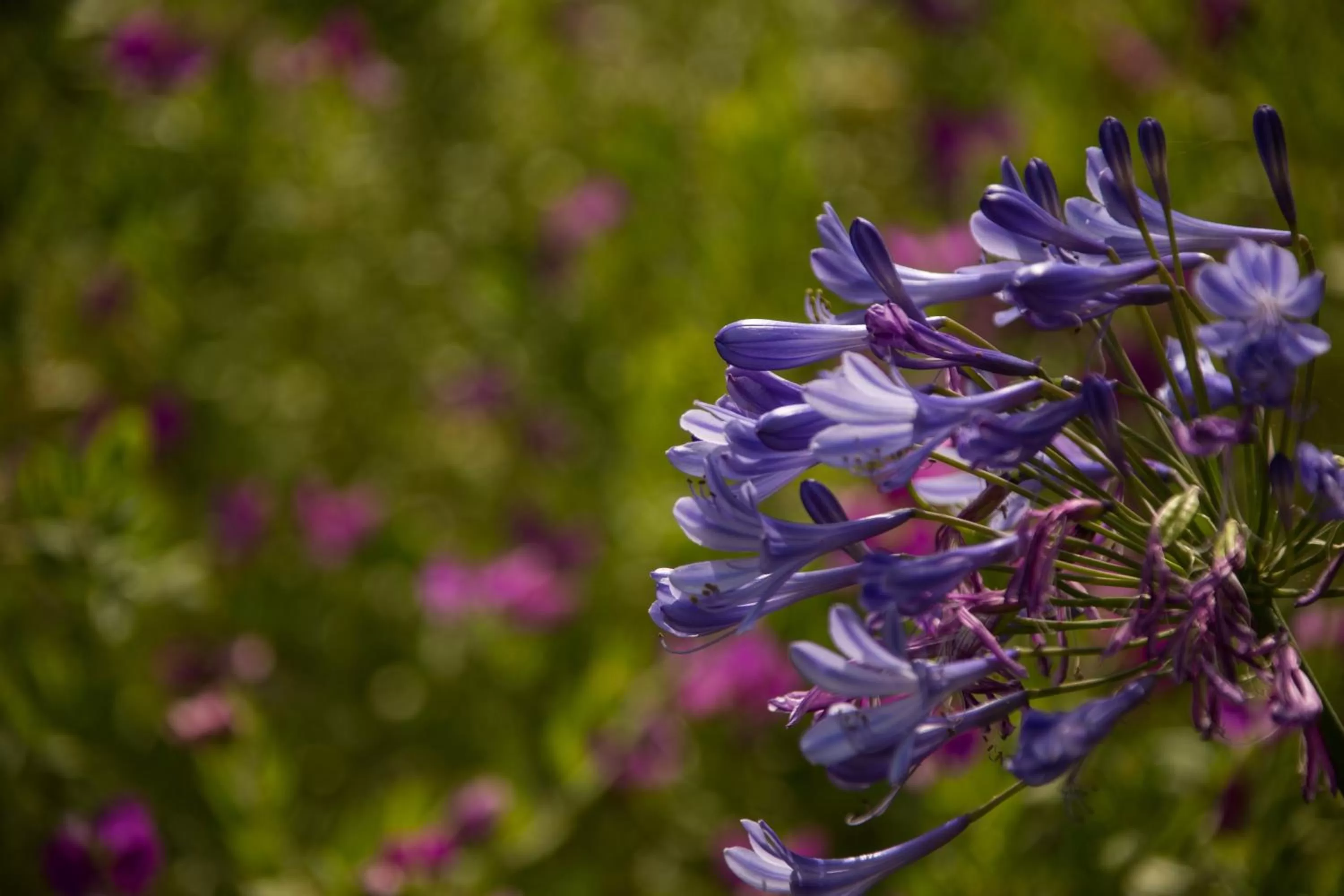 Garden in Carmel River Inn & Cottages