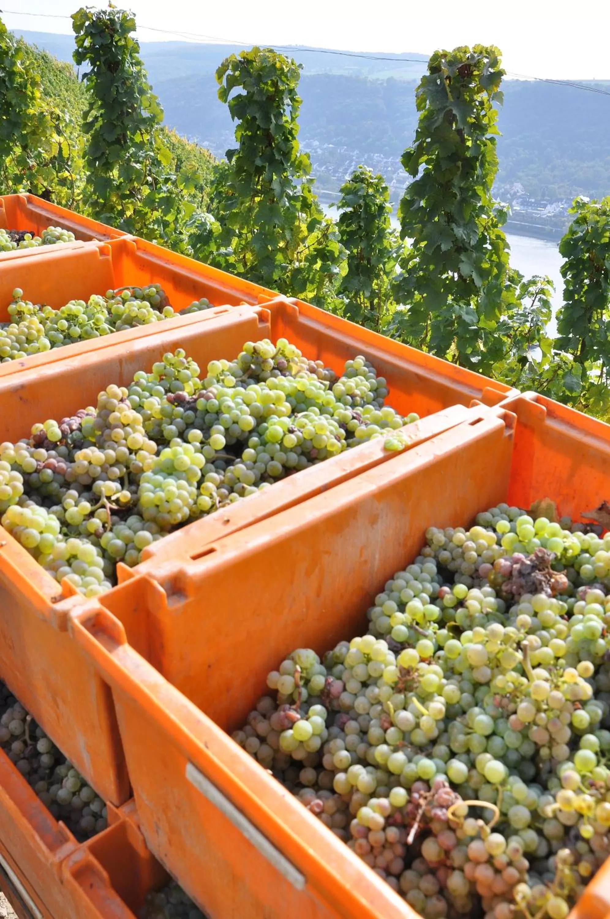 Alcoholic drinks in Weinhotel Landsknecht