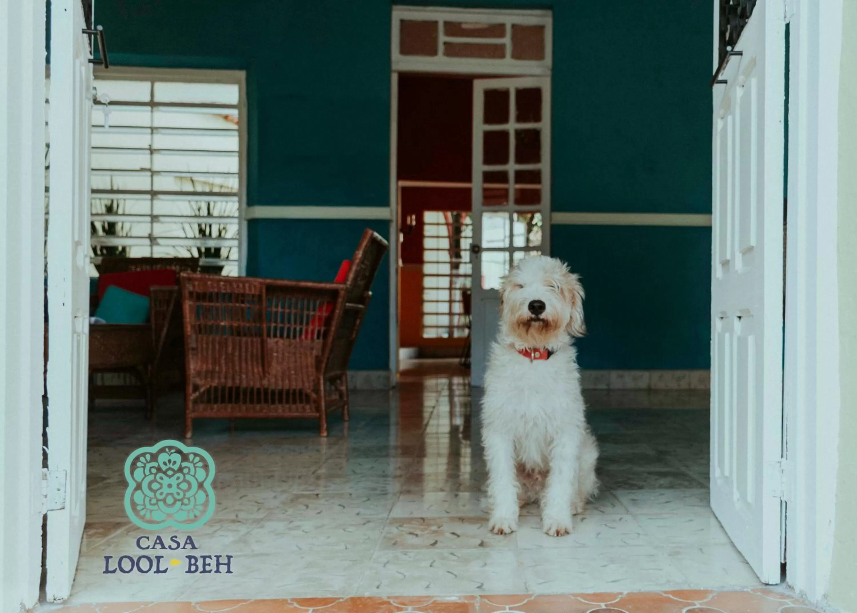 Pets in Casa Lool Beh