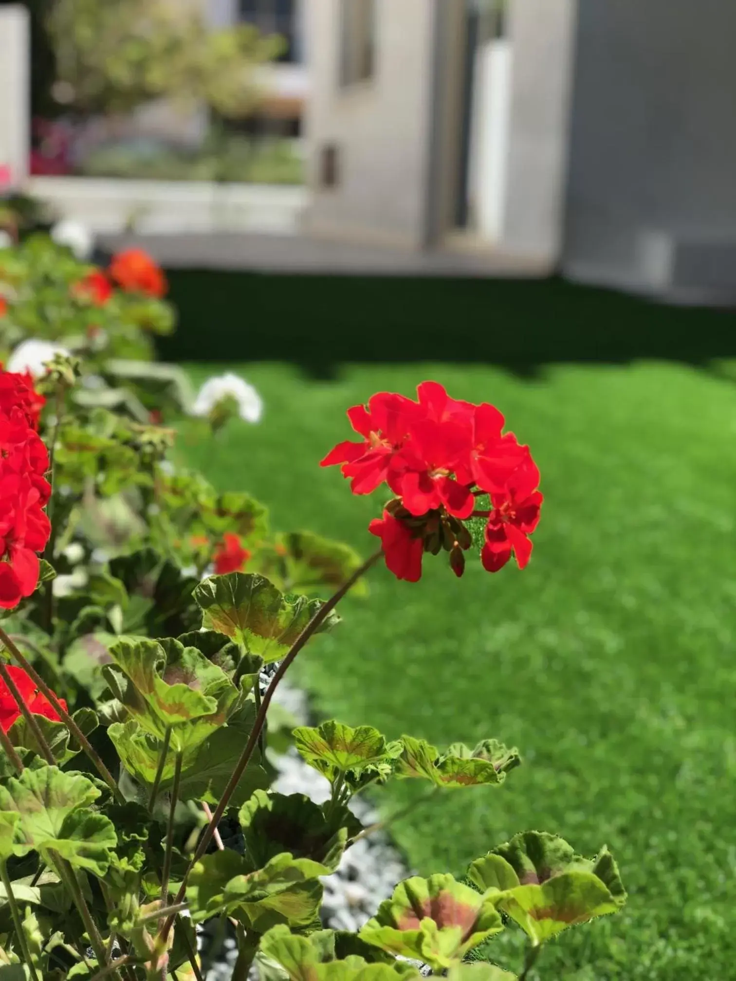 Garden in Elysia Park