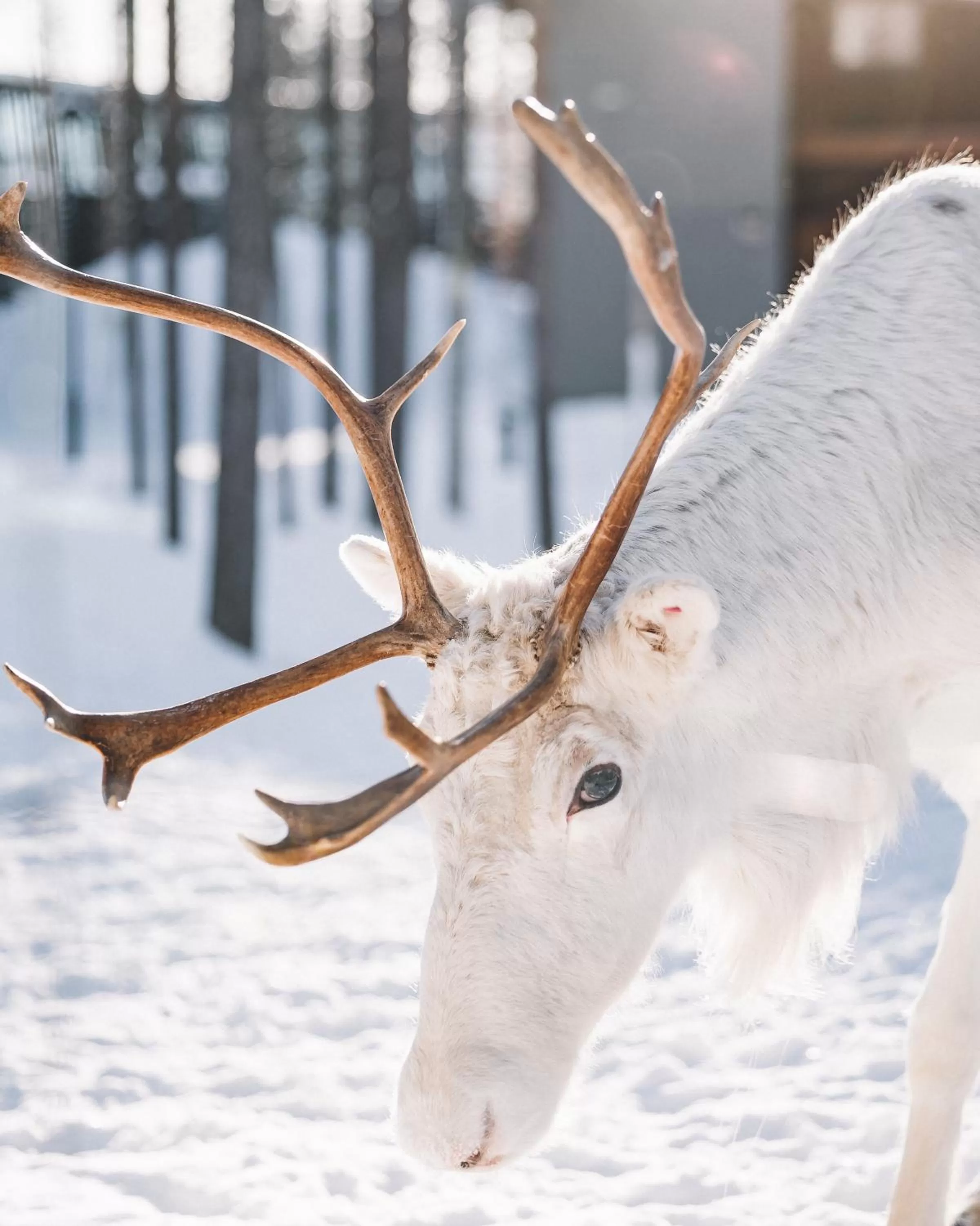Winter in Nova Skyland Hotel