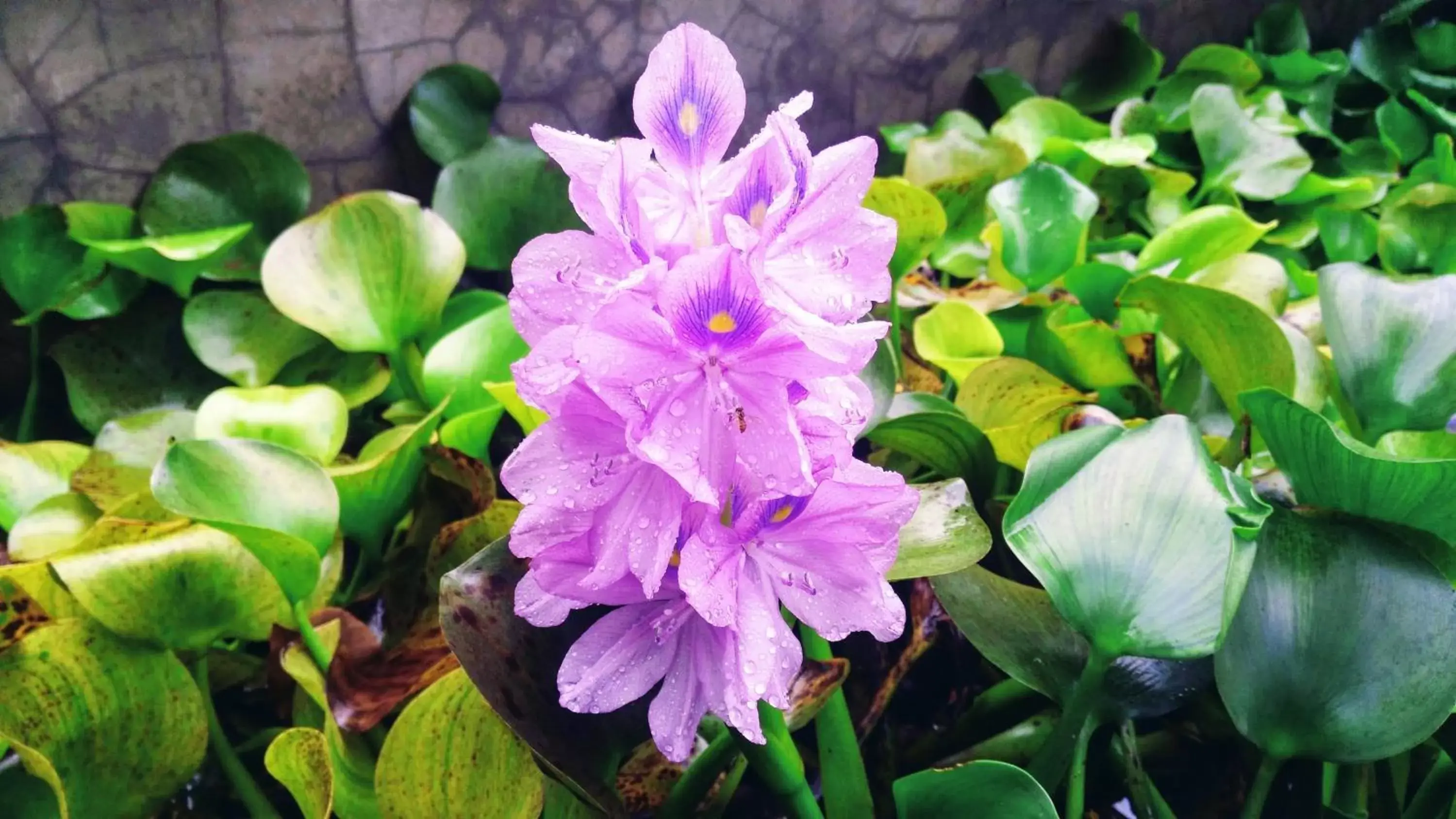 Garden in Hotel Pibi Boreal