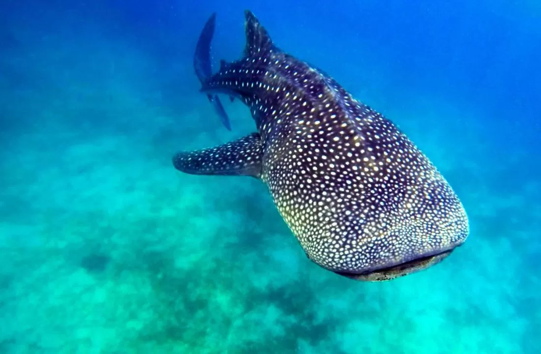 Activities in Granada Beach Resort - Adults Only