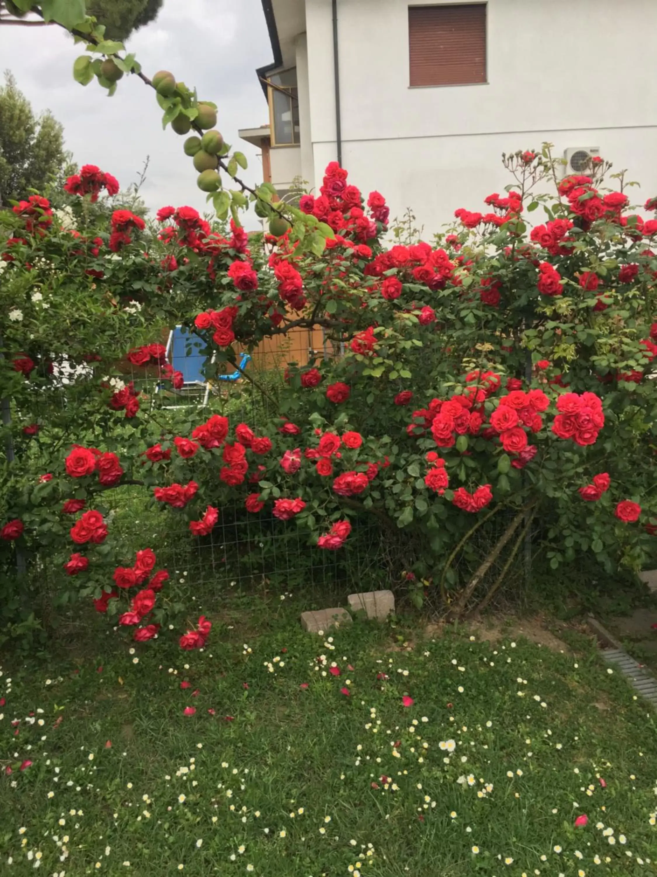 Garden in B&B SoleLuna