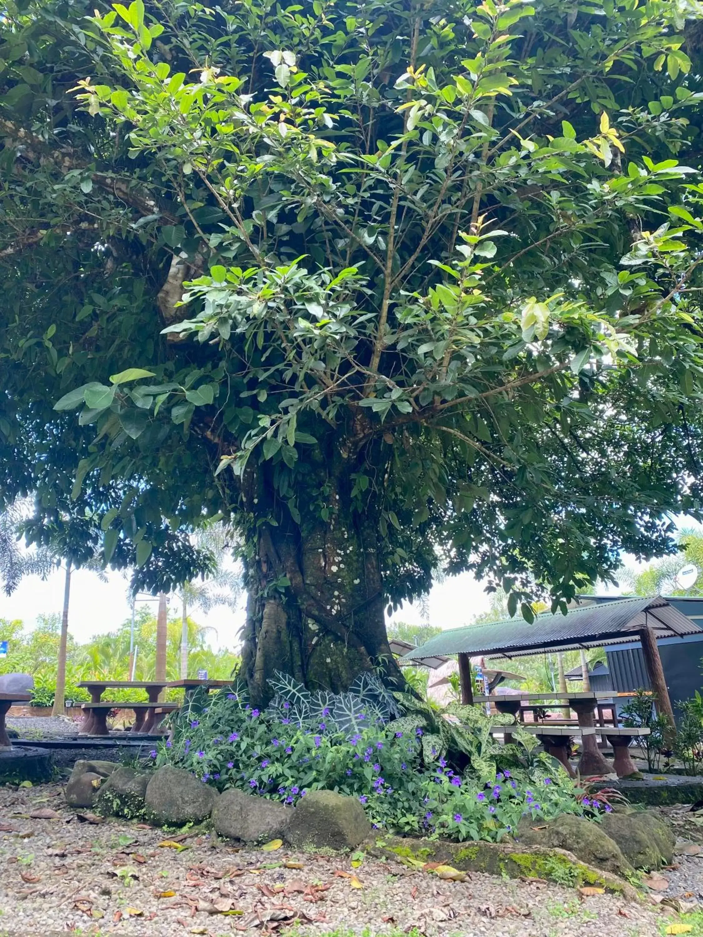 Garden view, Garden in Termales del Arenal