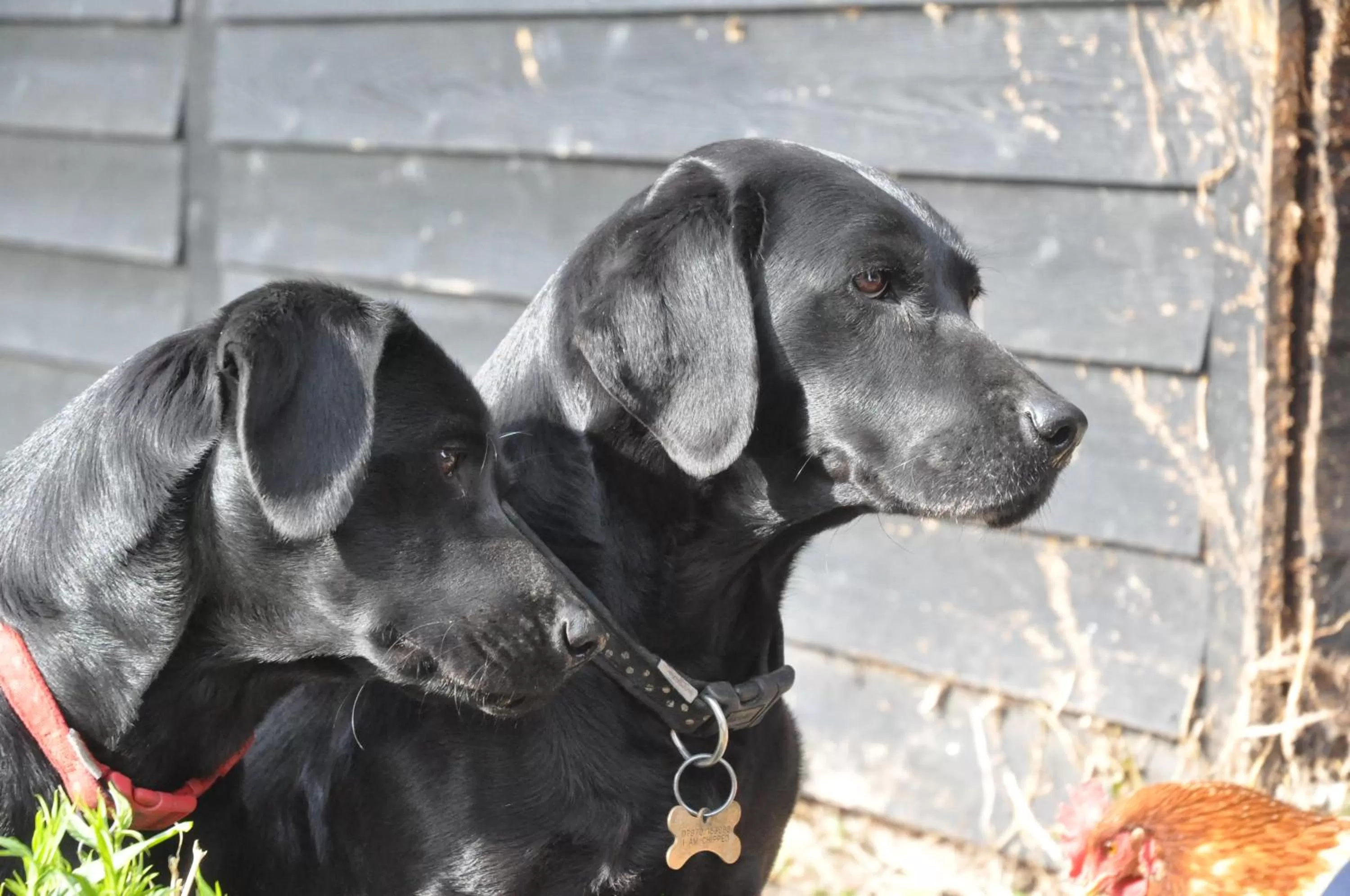 Pets in Little Tidebrook Farm
