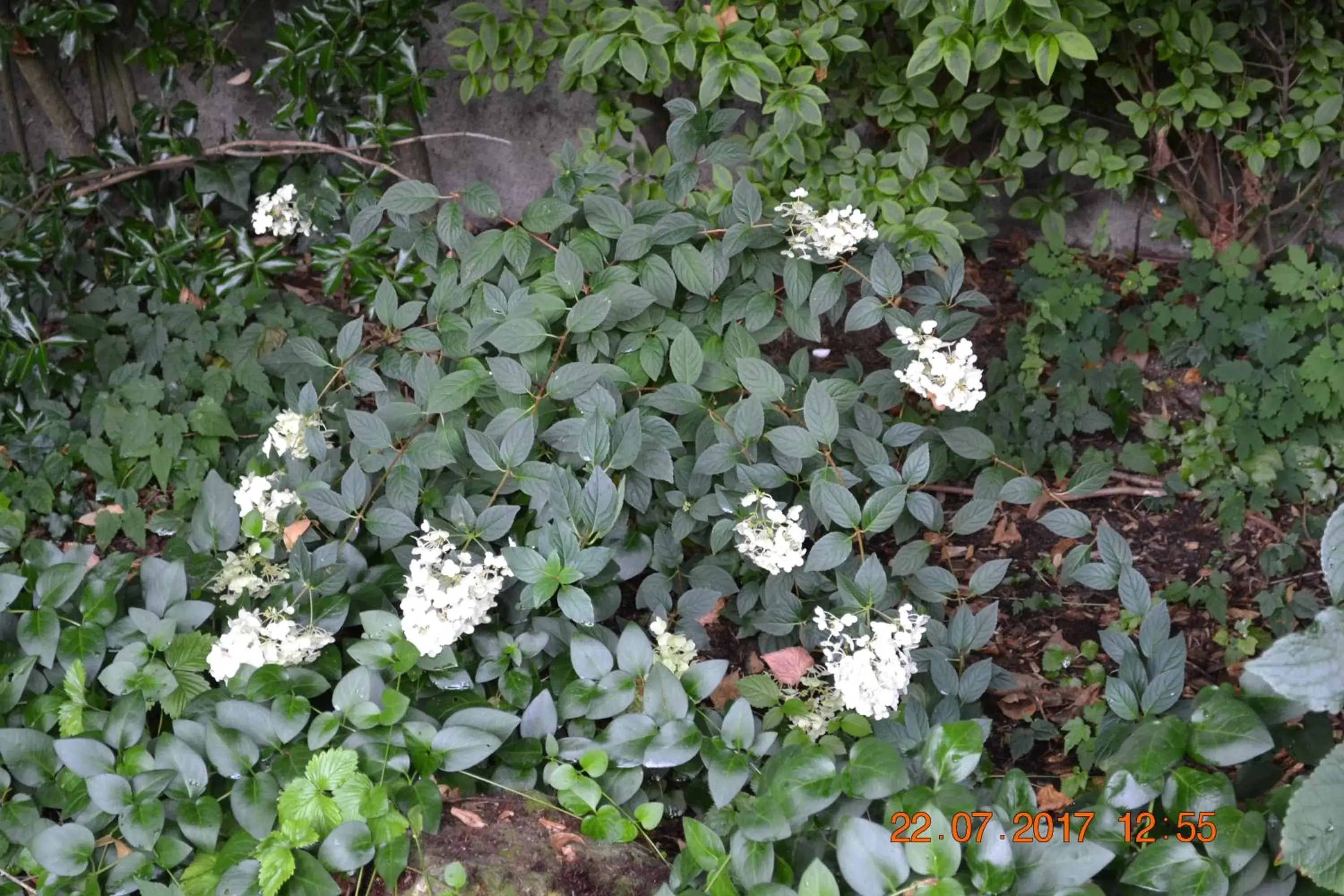 Garden in Hôtel Le Castel