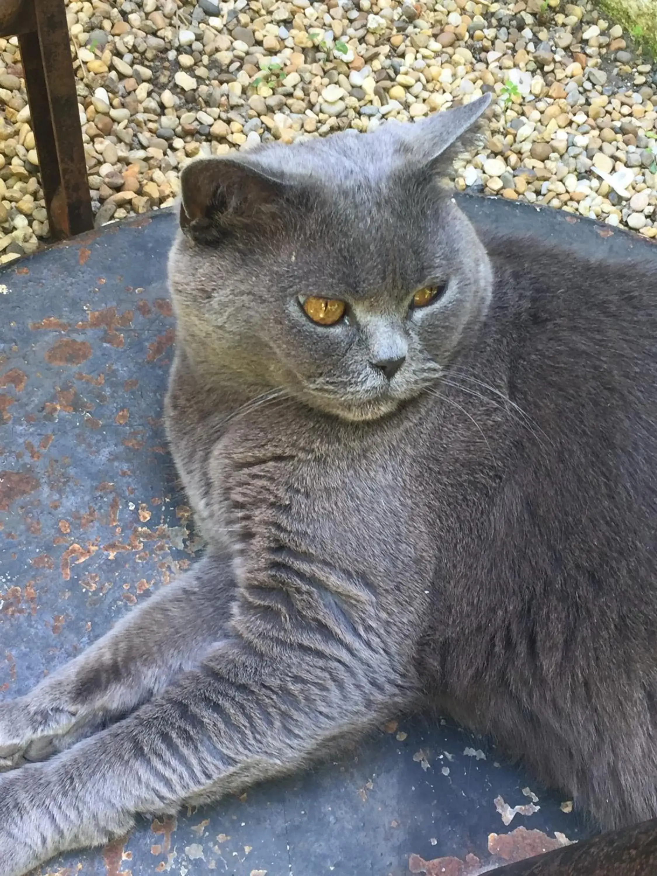 Other, Pets in Les Jardins de Baracane