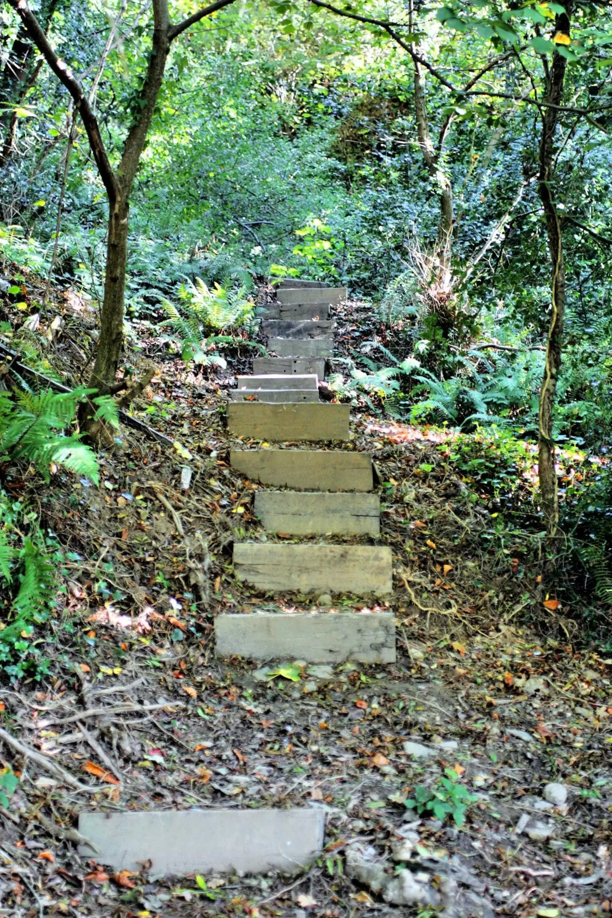 Natural landscape in Brandon House Hotel