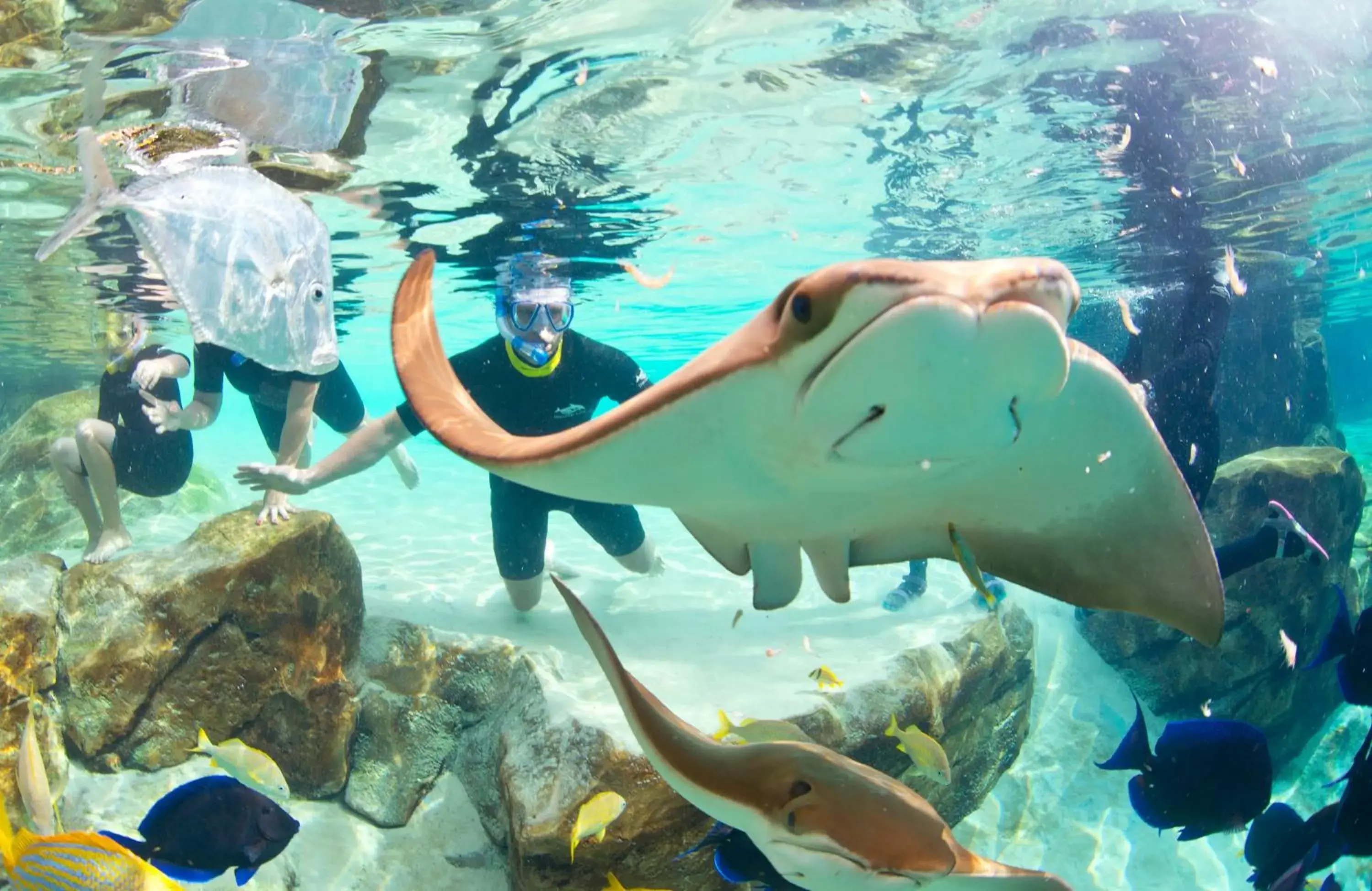 Nearby landmark, Other Animals in Staybridge Suites Orlando at SeaWorld, an IHG Hotel