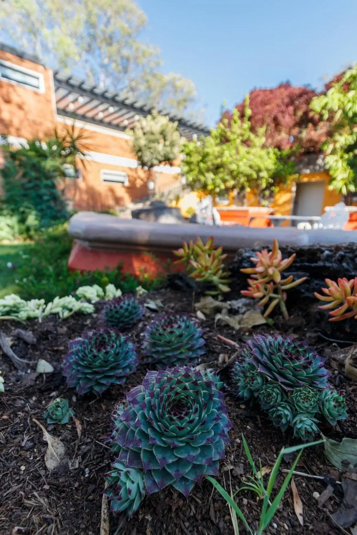 Garden in Hotel Hacienda Montesinos