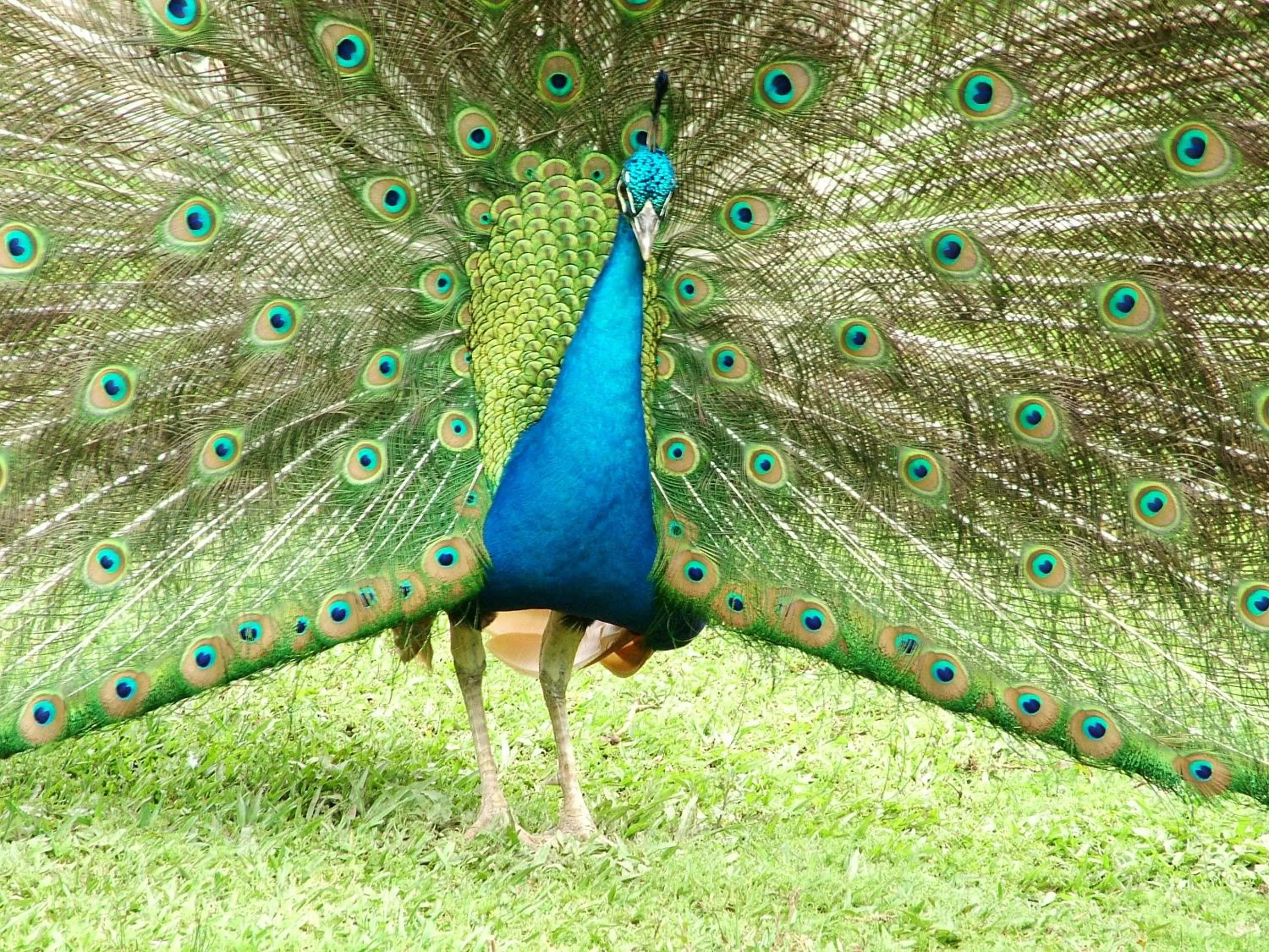 Animals in Hotel Villa Michelon