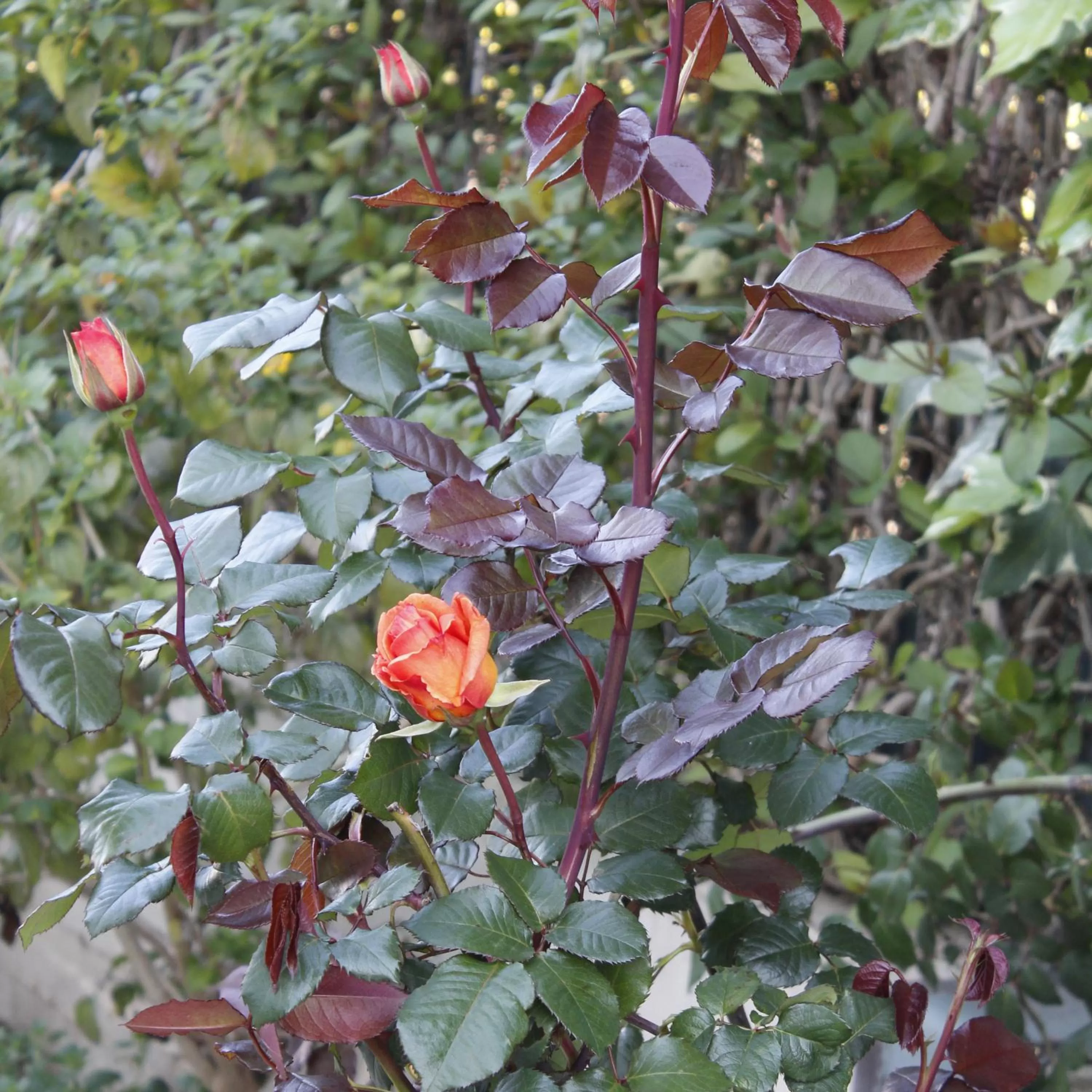 Restaurant/places to eat in B&B Barletta Acasamia con Parcheggio Privato