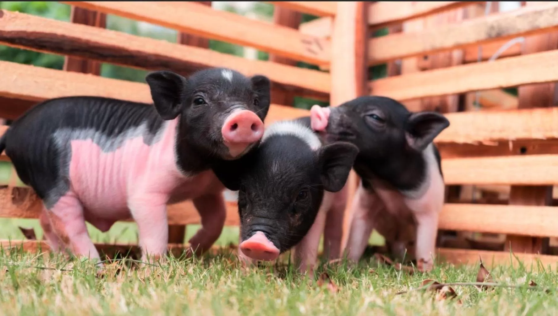 Nearby landmark, Other Animals in Crowne Plaza Hailing Island, an IHG Hotel