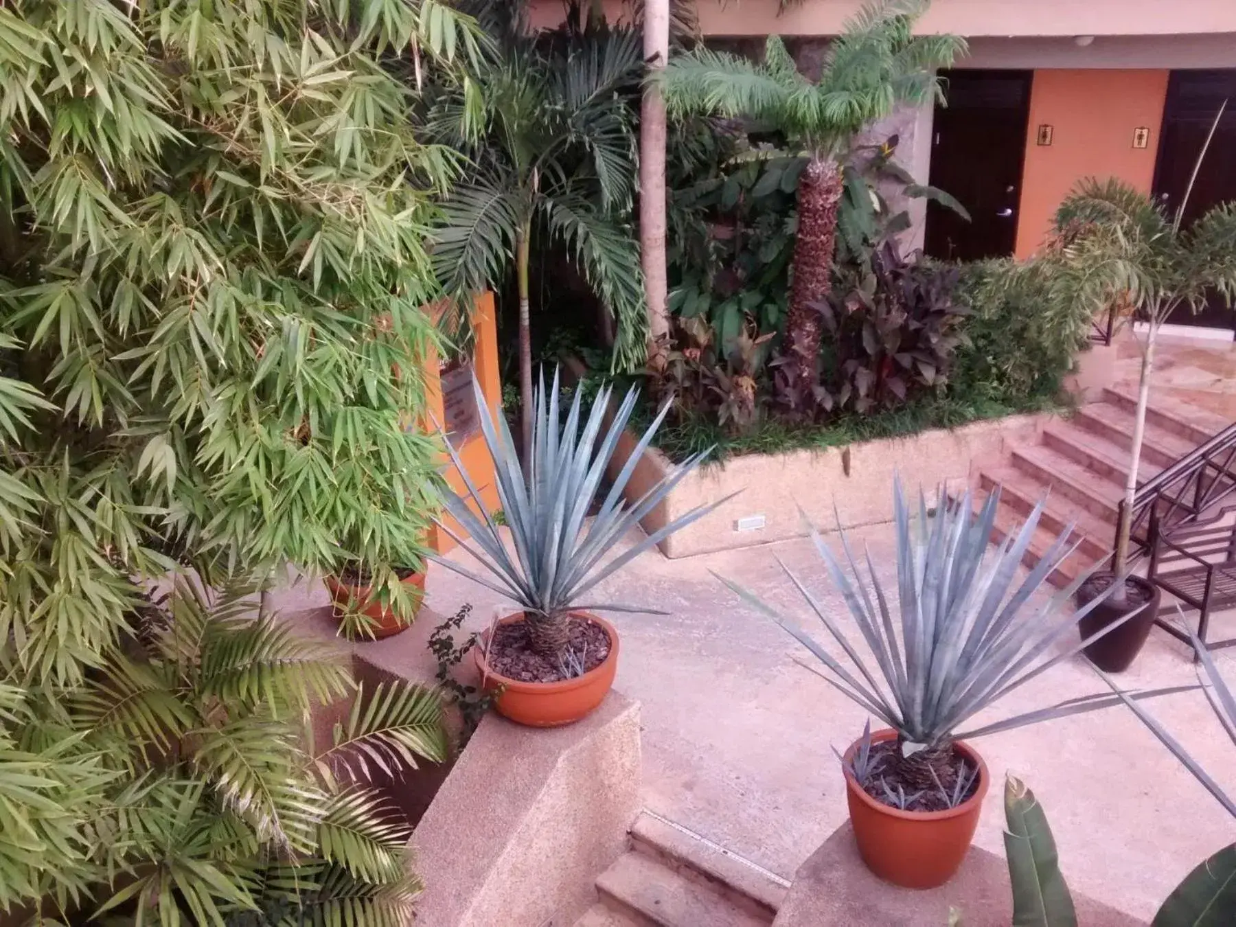 Garden in Hotel San Luis Lindavista
