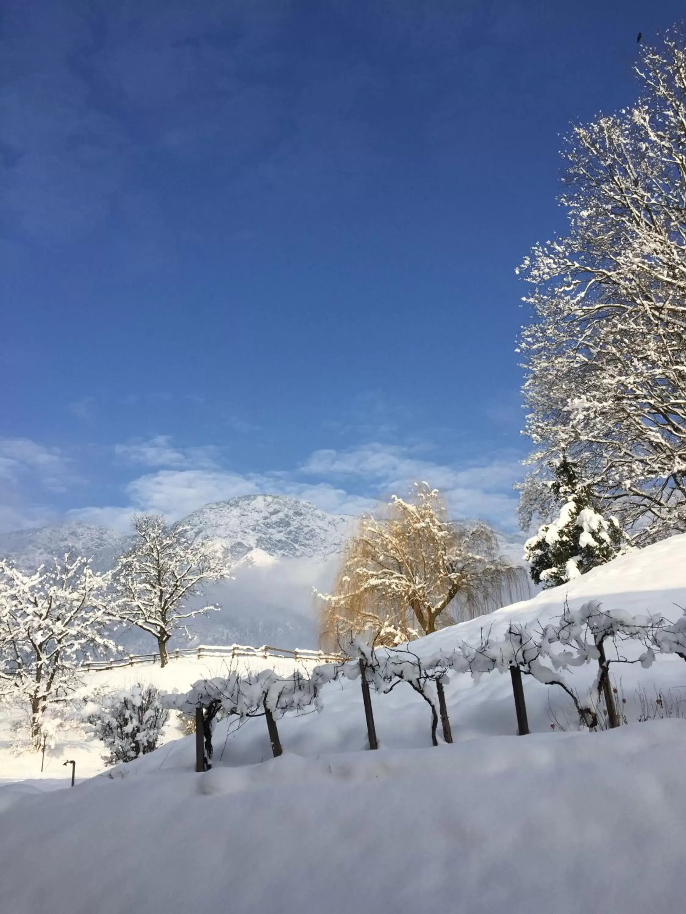 Garden, Winter in Austria Classic Hotel Heiligkreuz