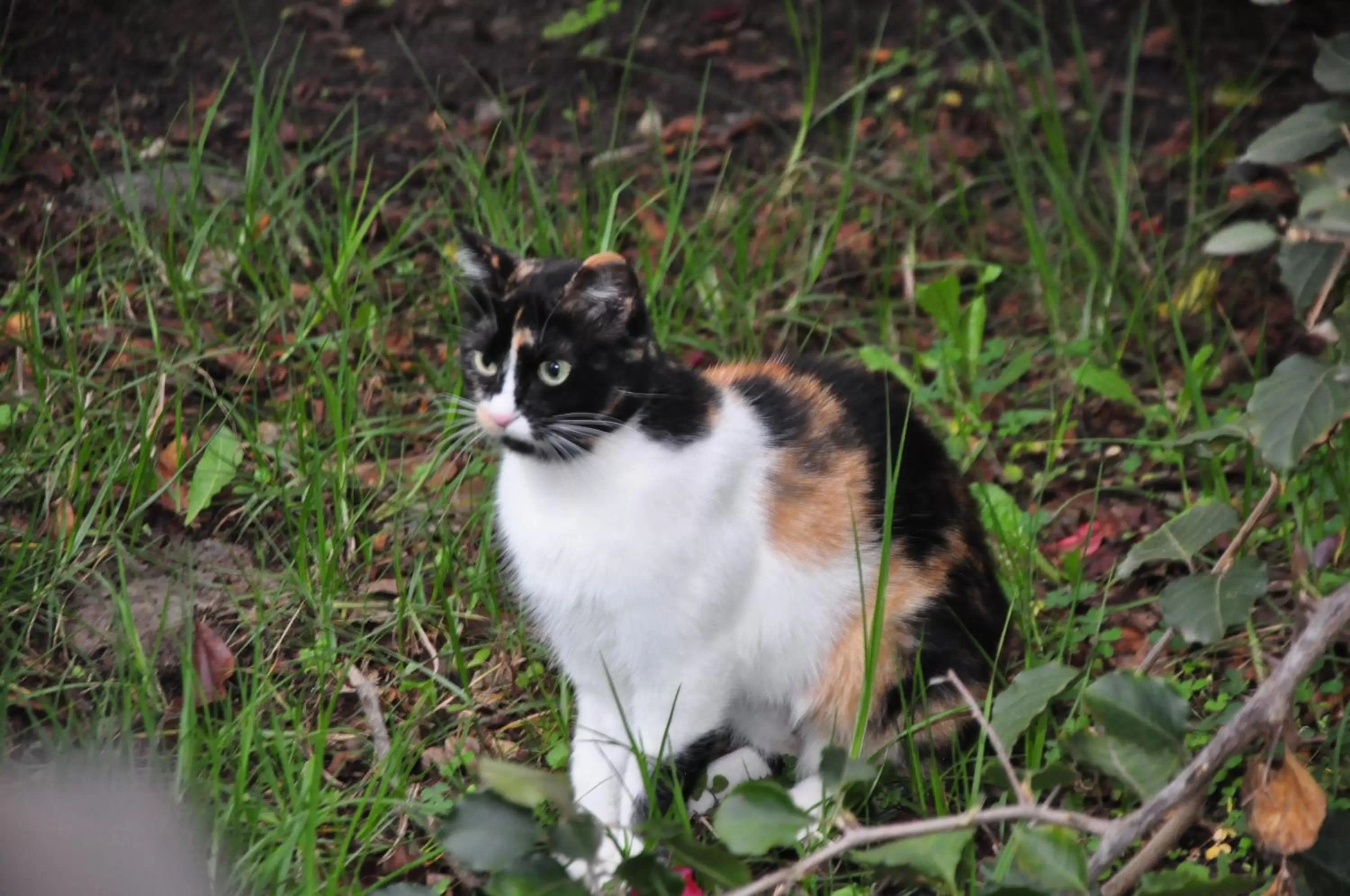 Hotel Museo la Posada del Molino