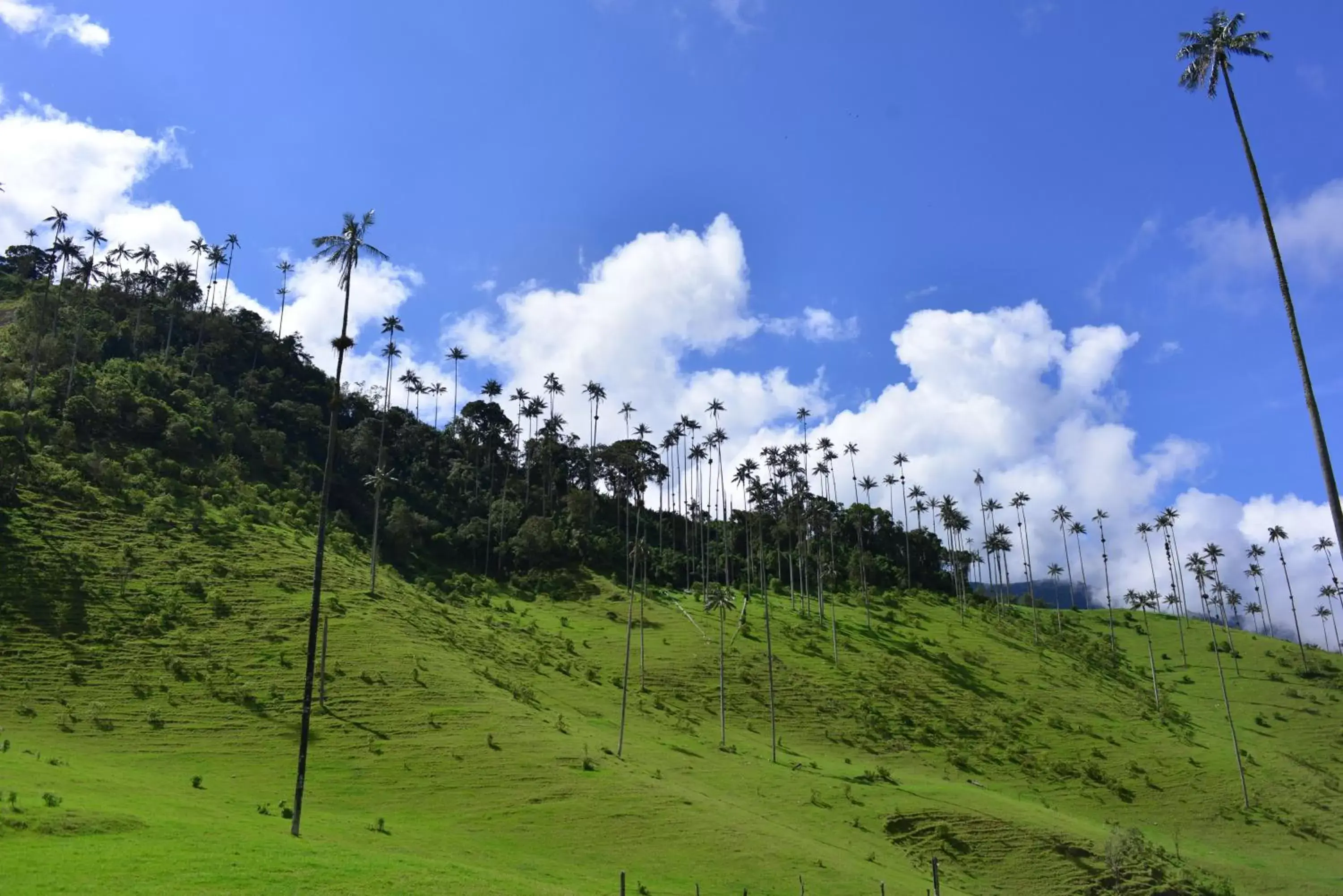 View (from property/room) in Hotel El Mirador del Cocora