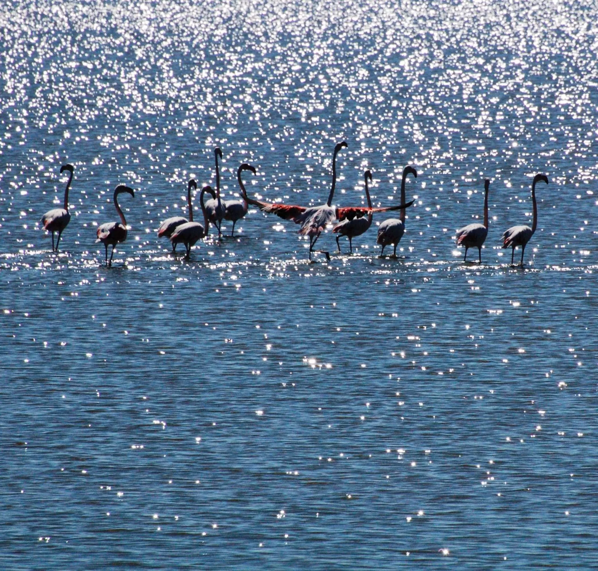 Animals, Other Animals in Alla Marina