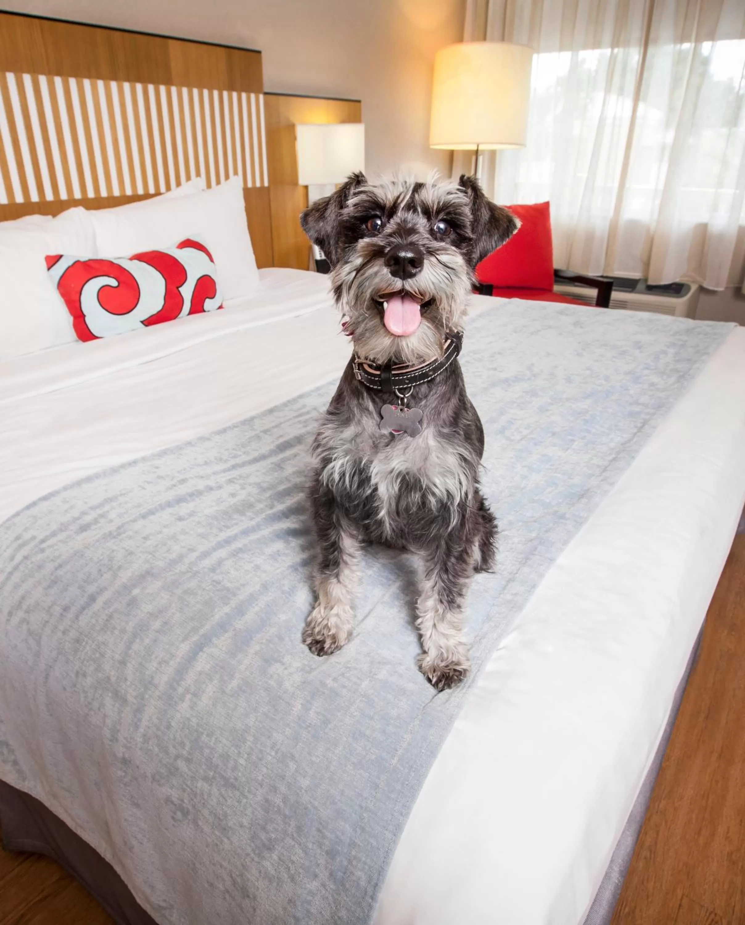 Pets in Wyndham Orlando Resort International Drive