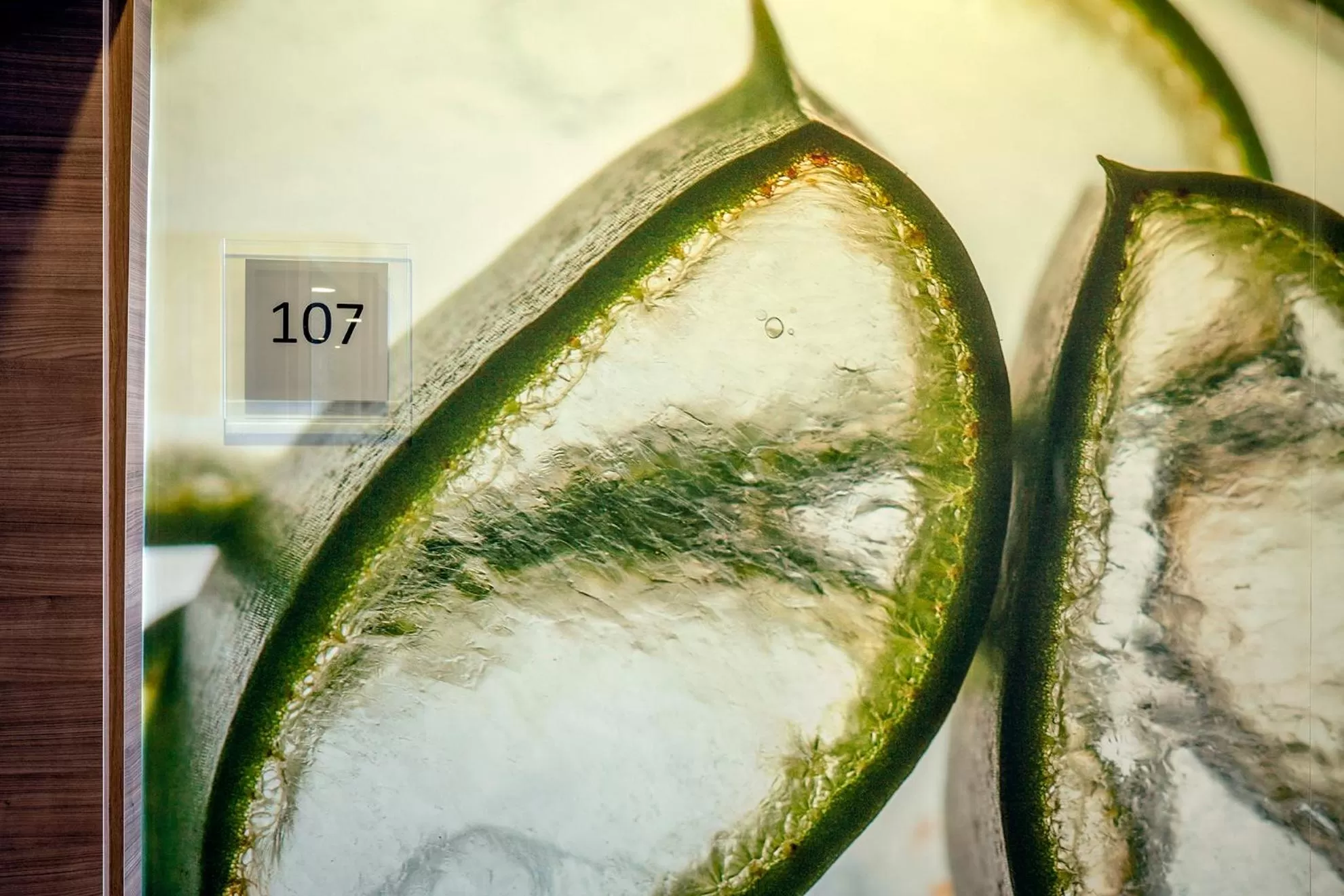 Area and facilities in Insel Hotel Bonn - Superior